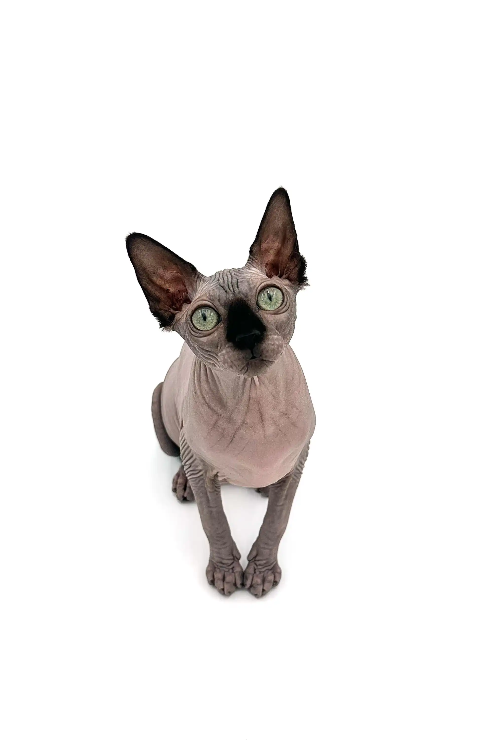 Eva | Sphynx Kitten - Image 15
