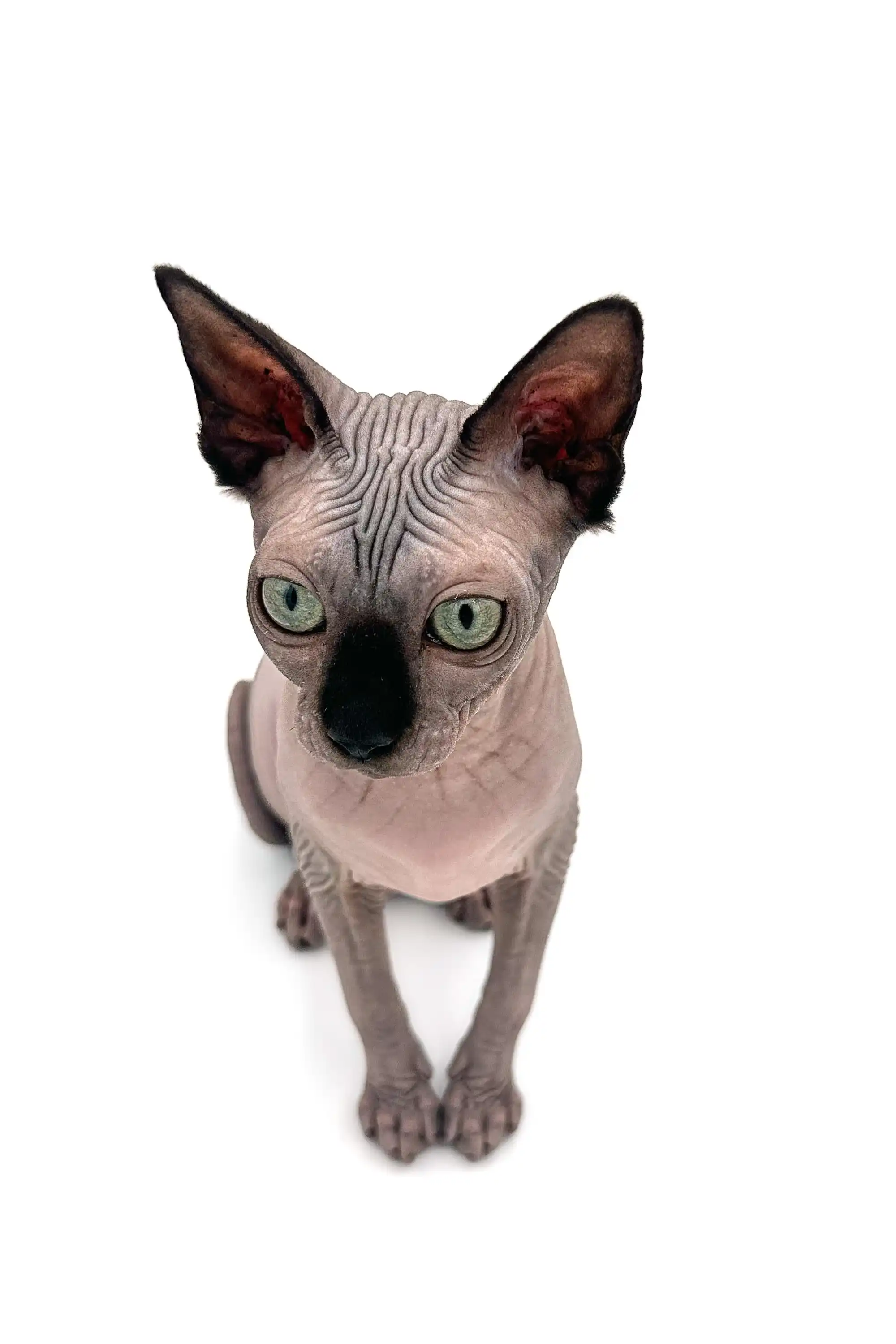 Eva | Sphynx Kitten - Image 7