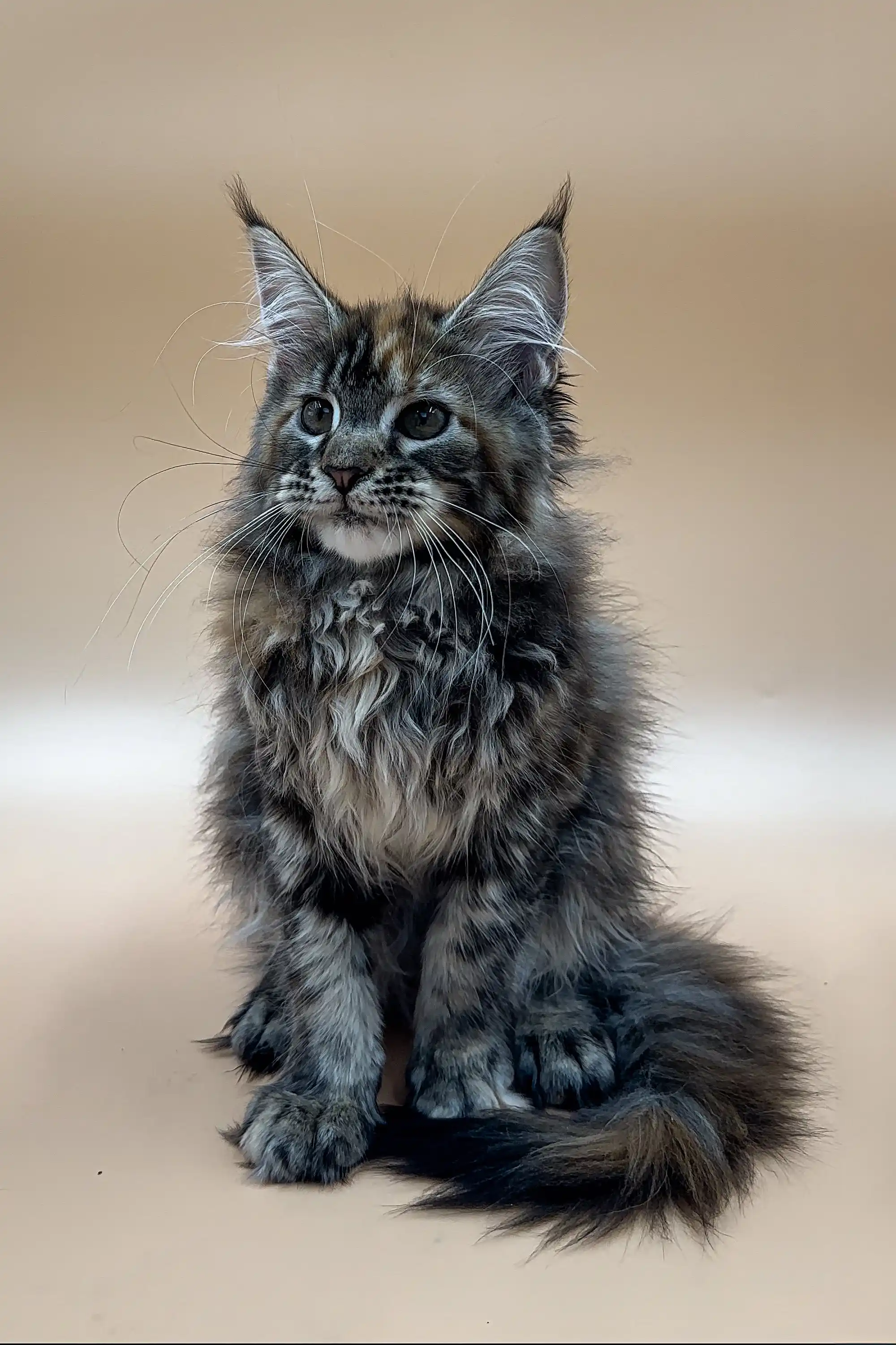 Evelin | Maine Coon Kitten - Image 2
