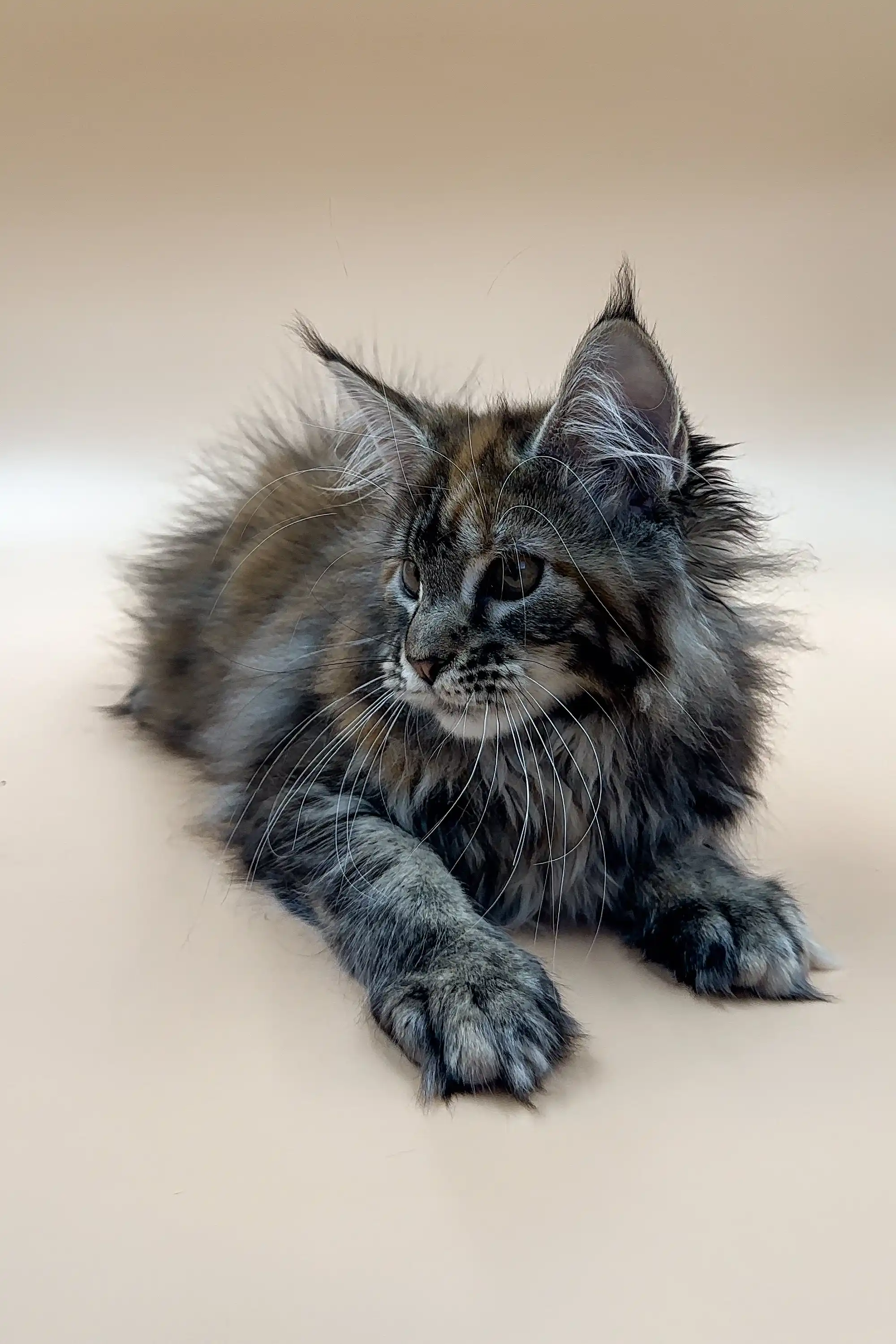 Evelin | Maine Coon Kitten - Image 3