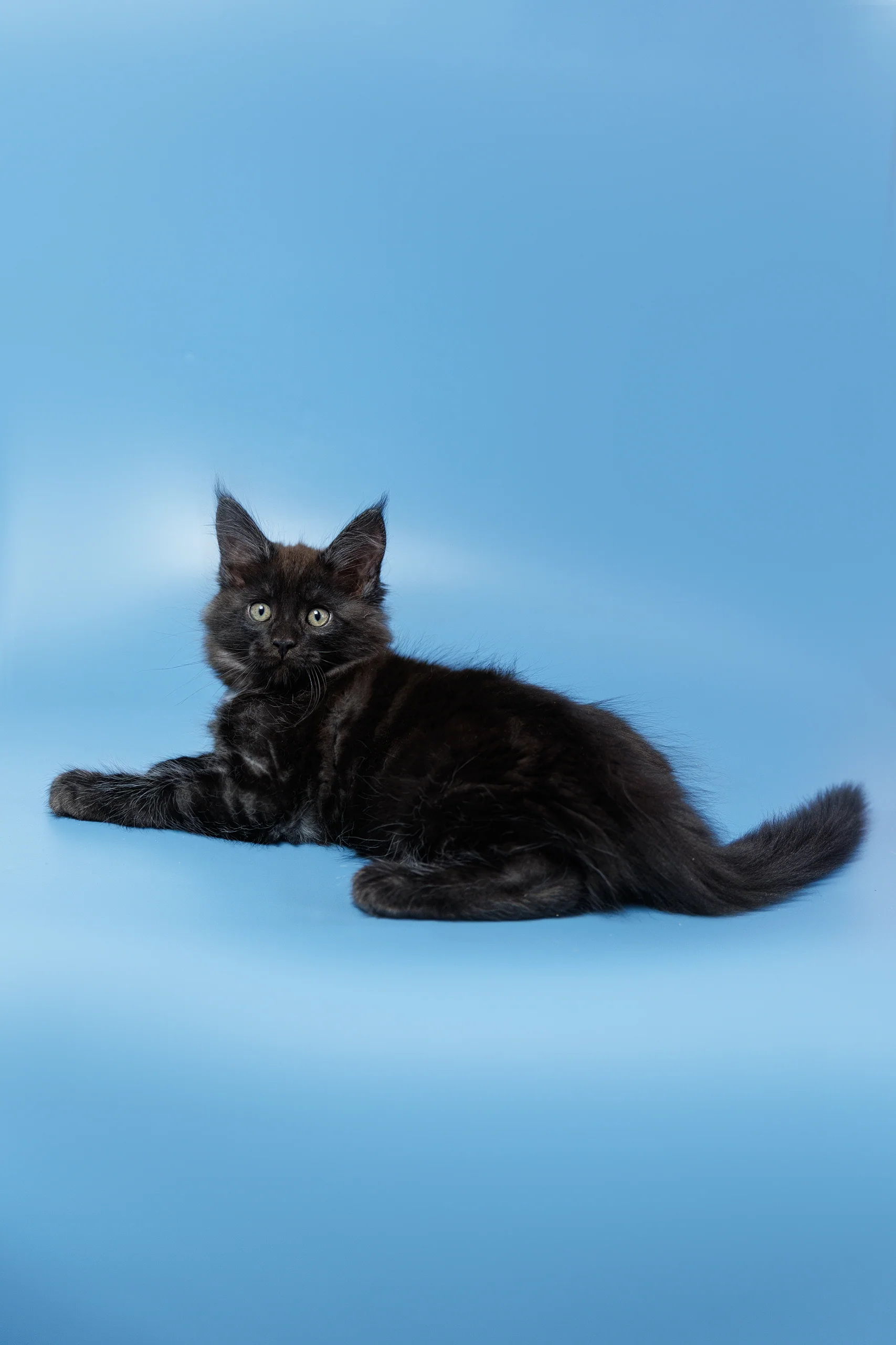 Everest | Maine Coon Kitten - Image 5