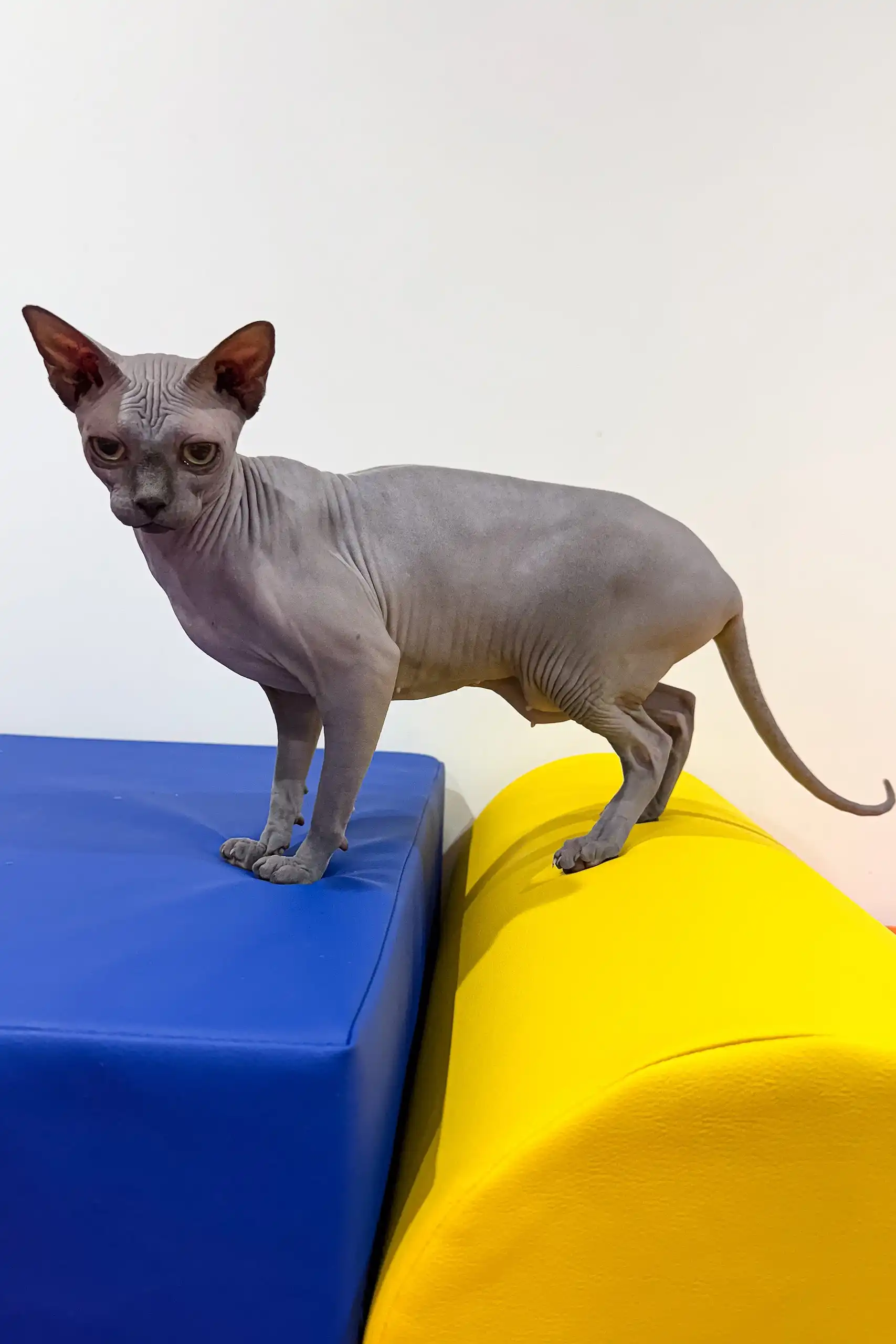 Everly | Sphynx Kitten - Image 2