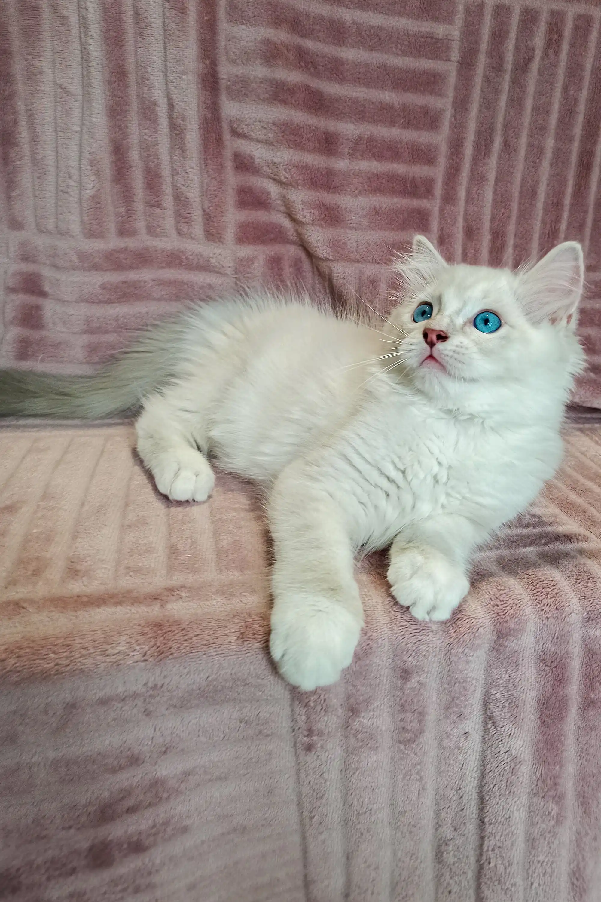 Falko | Ragdoll Kitten - Image 2