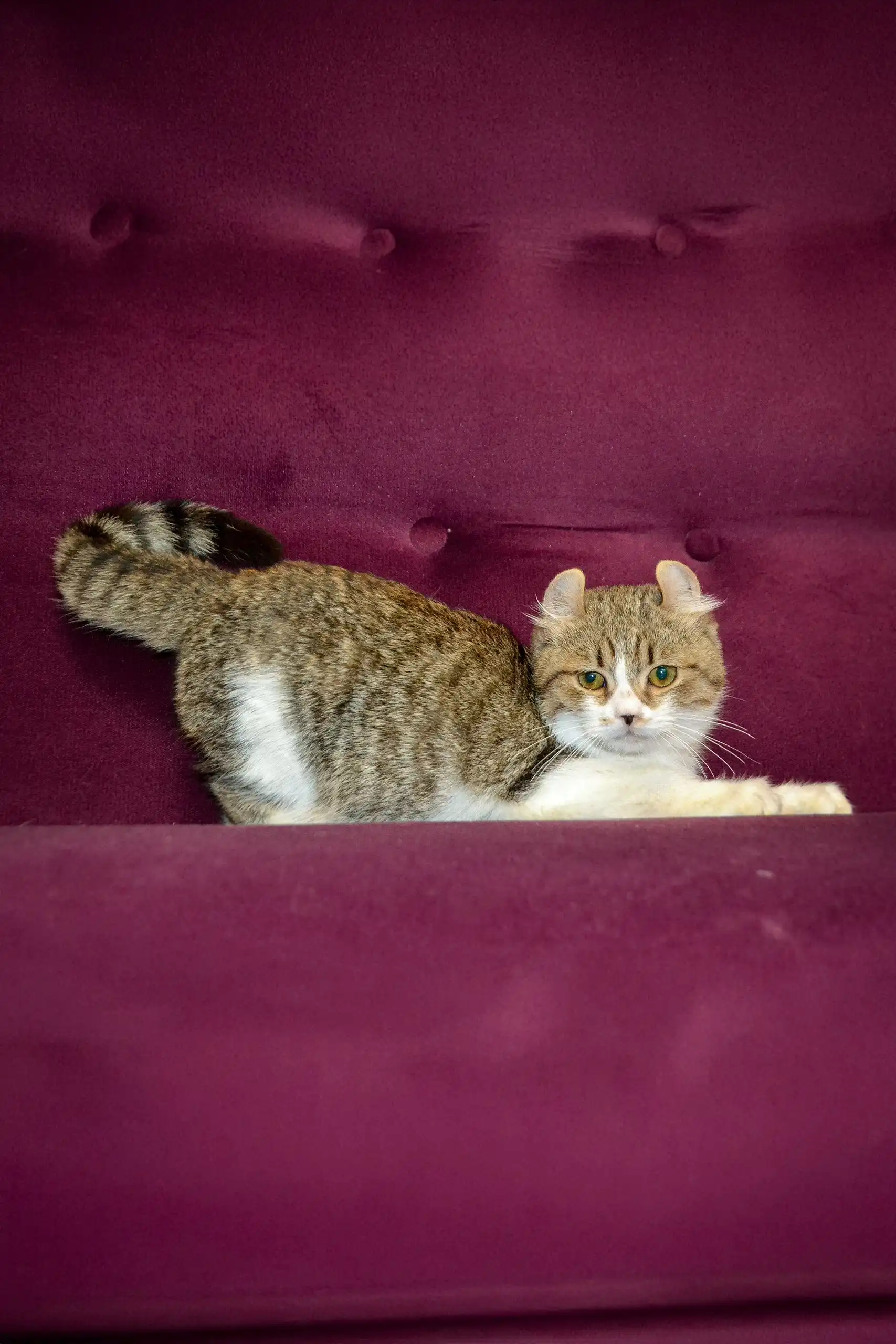 Fanfan | Kinkalow Kitten - Image 3