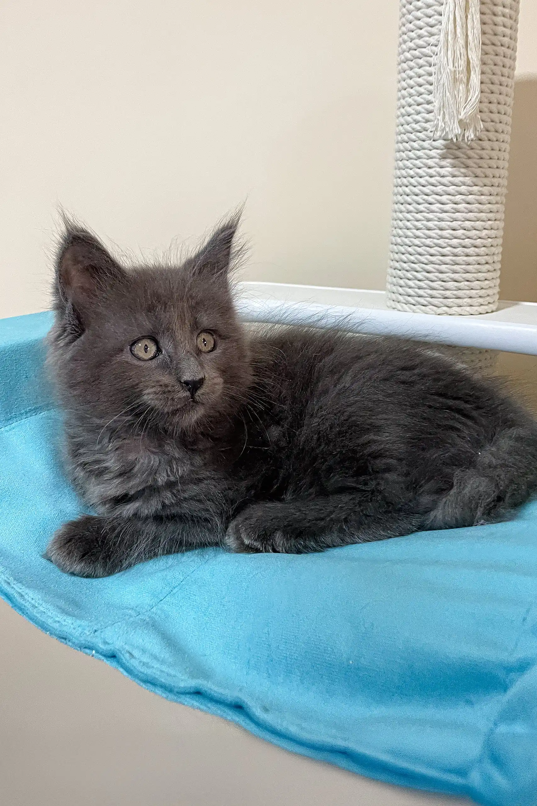 Fantom | Maine Coon Kitten - Image 4