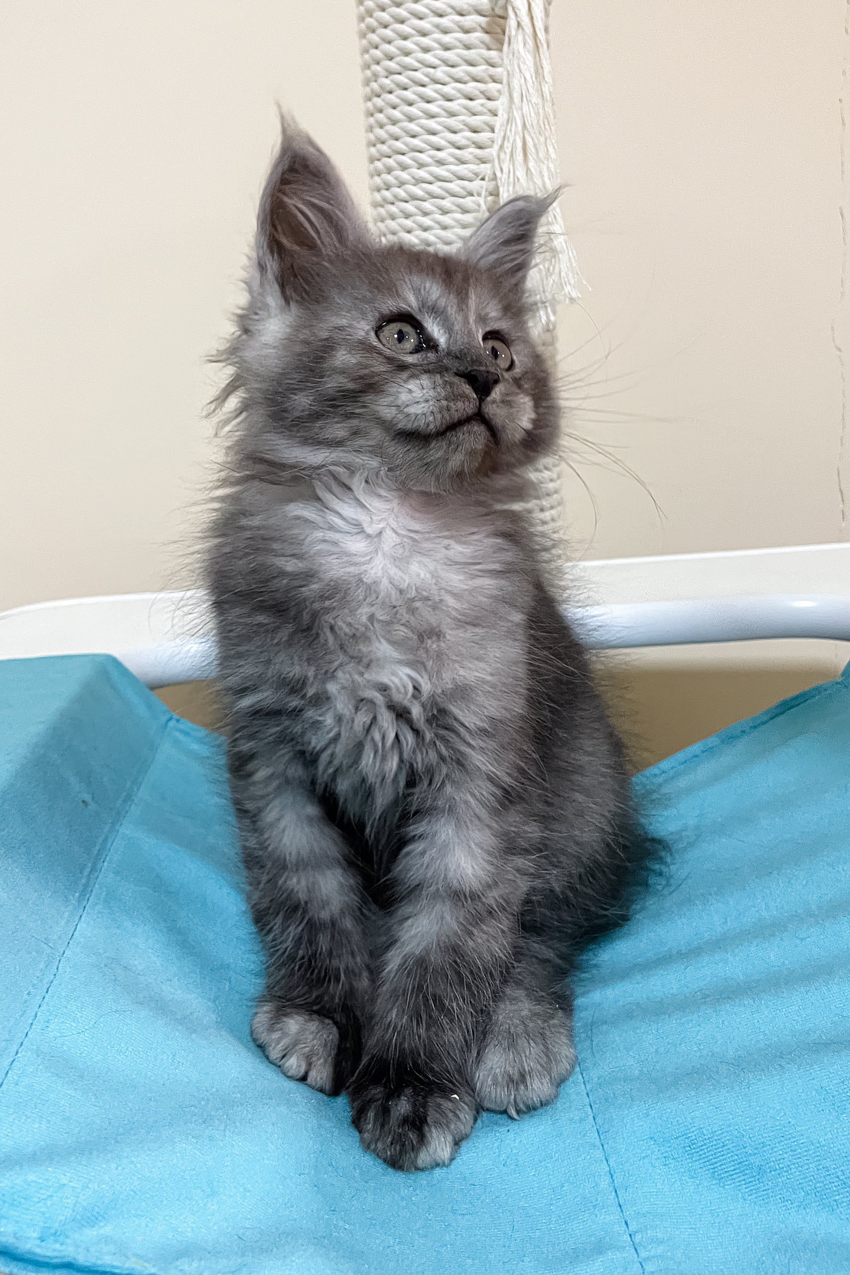 Faust | Maine Coon Kitten - Image 3