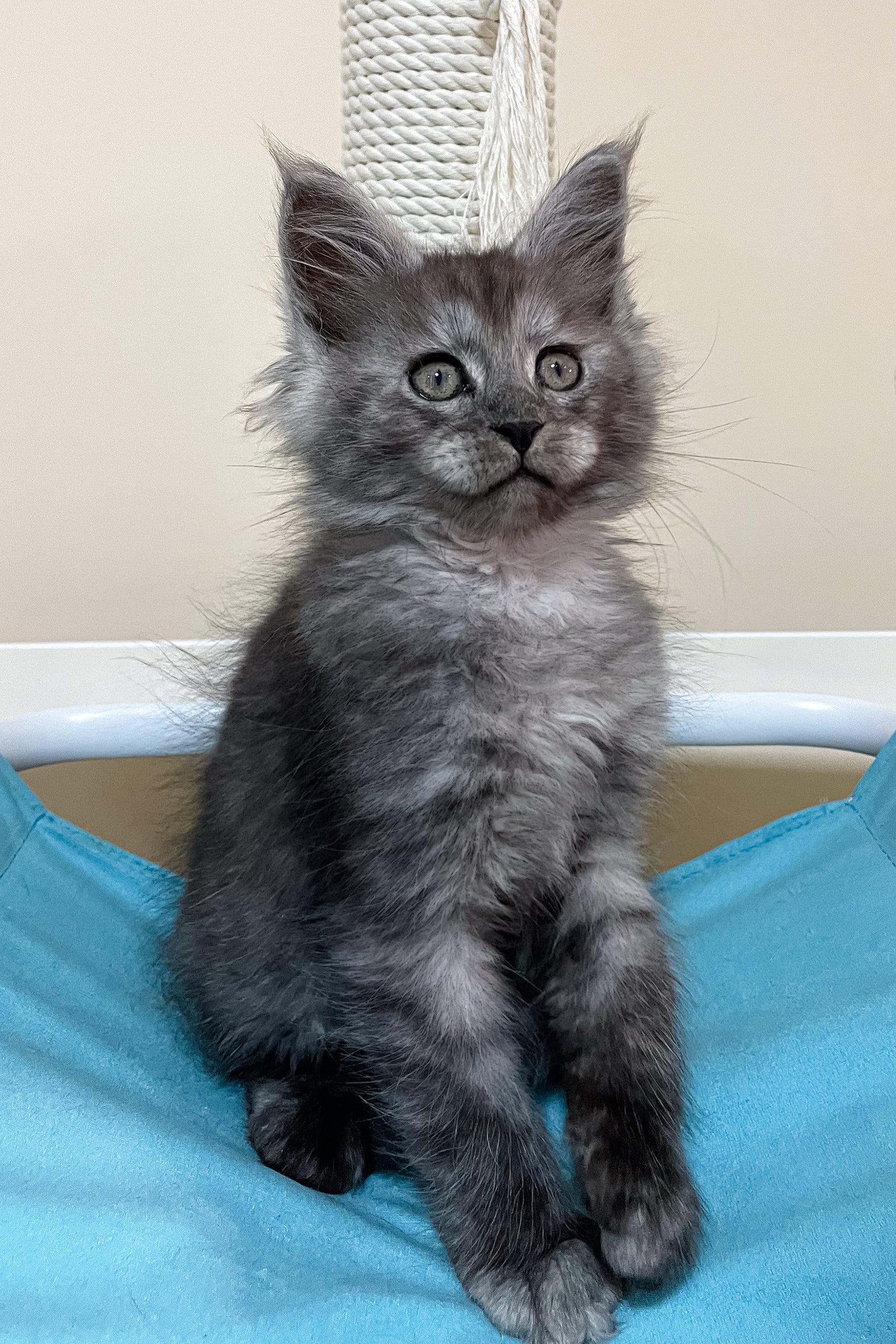 Faust | Maine Coon Kitten - Image 5