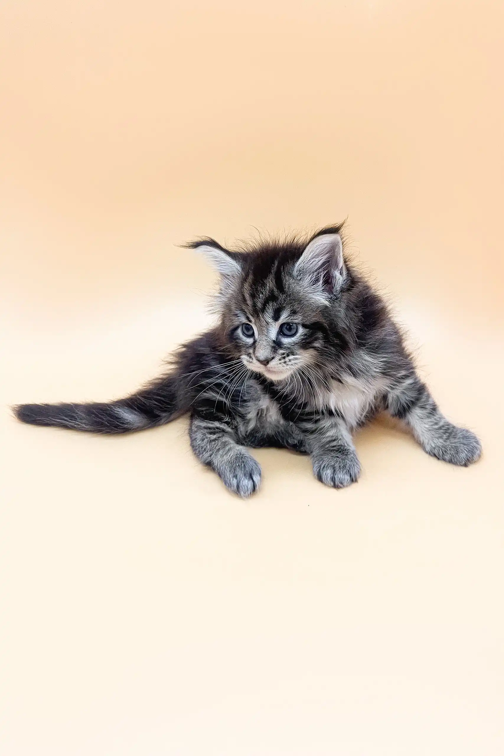 Feby | Maine Coon Kitten - Image 4