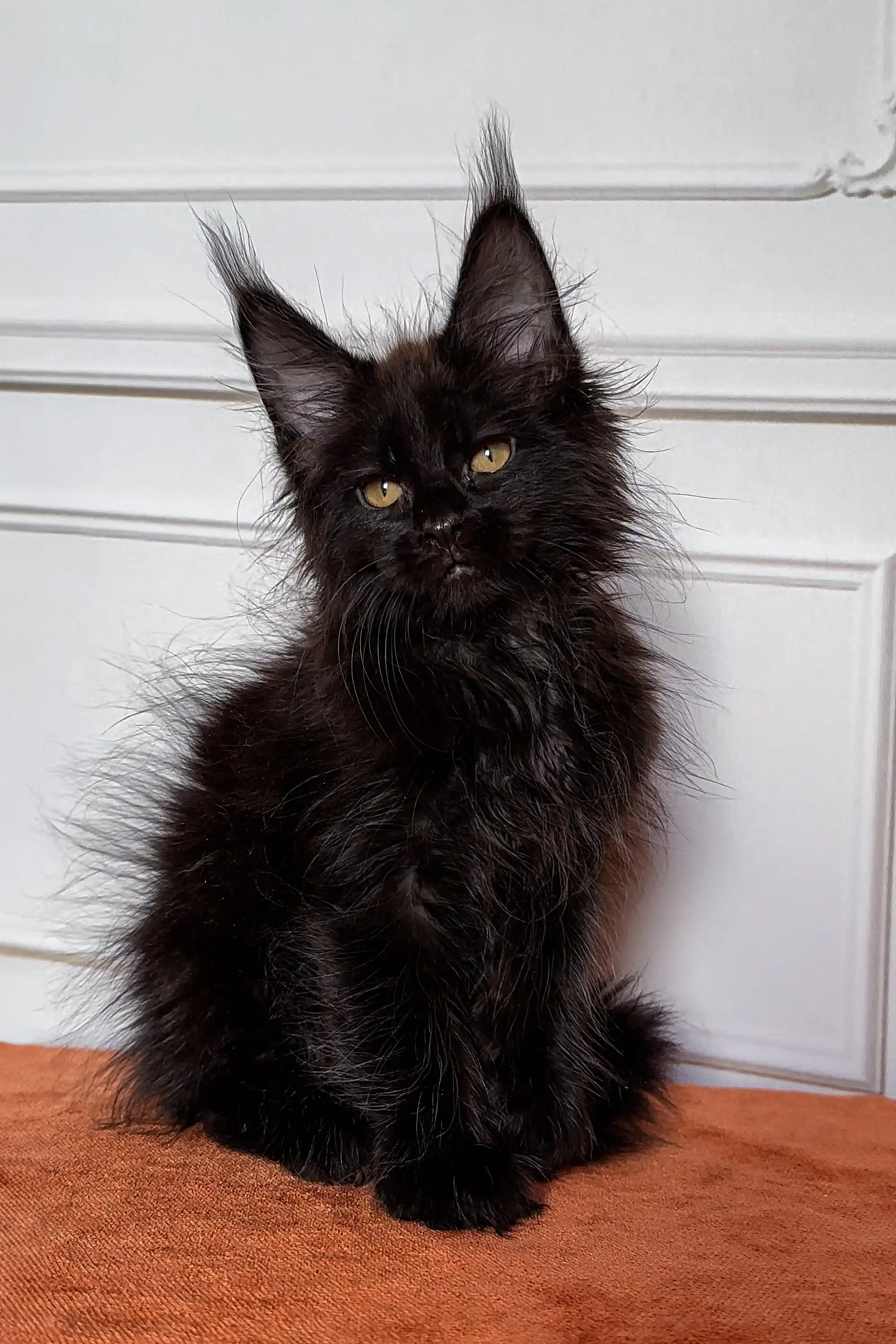 Fedir | Maine Coon Kitten - Image 2