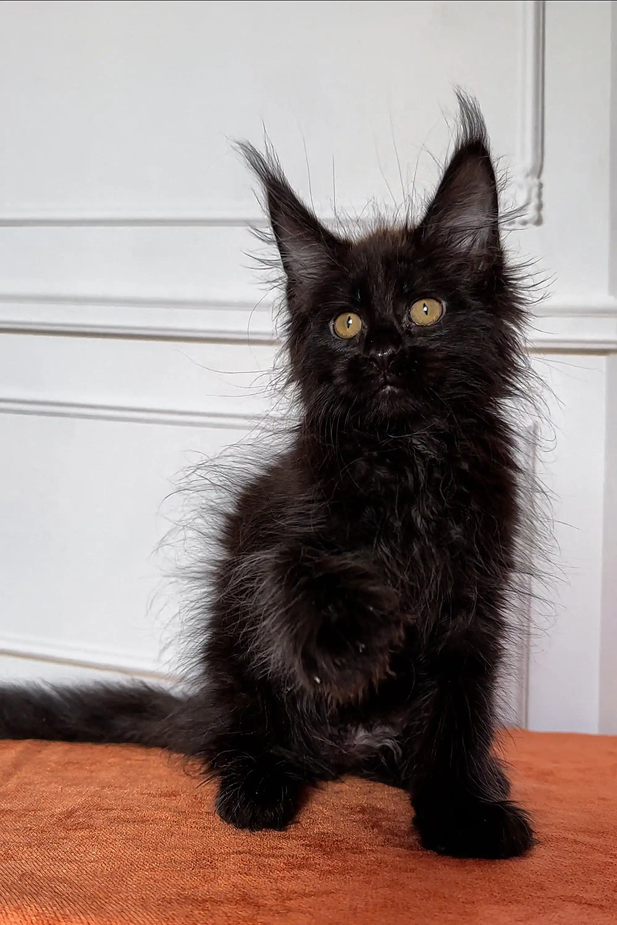Fedir | Maine Coon Kitten - Image 4