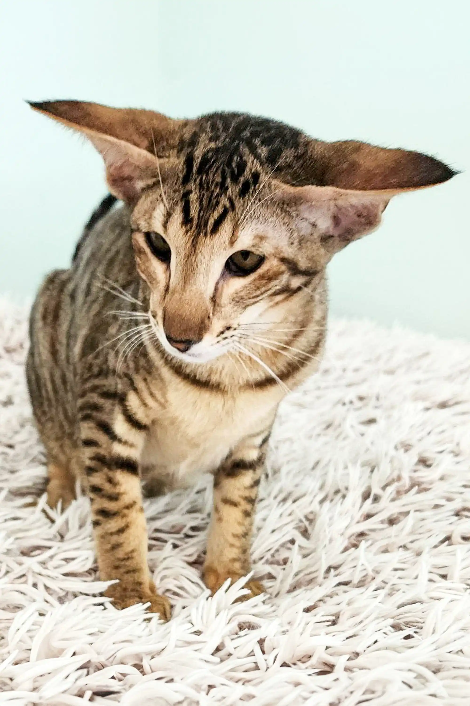 Felicia | Oriental Kitten - Image 3