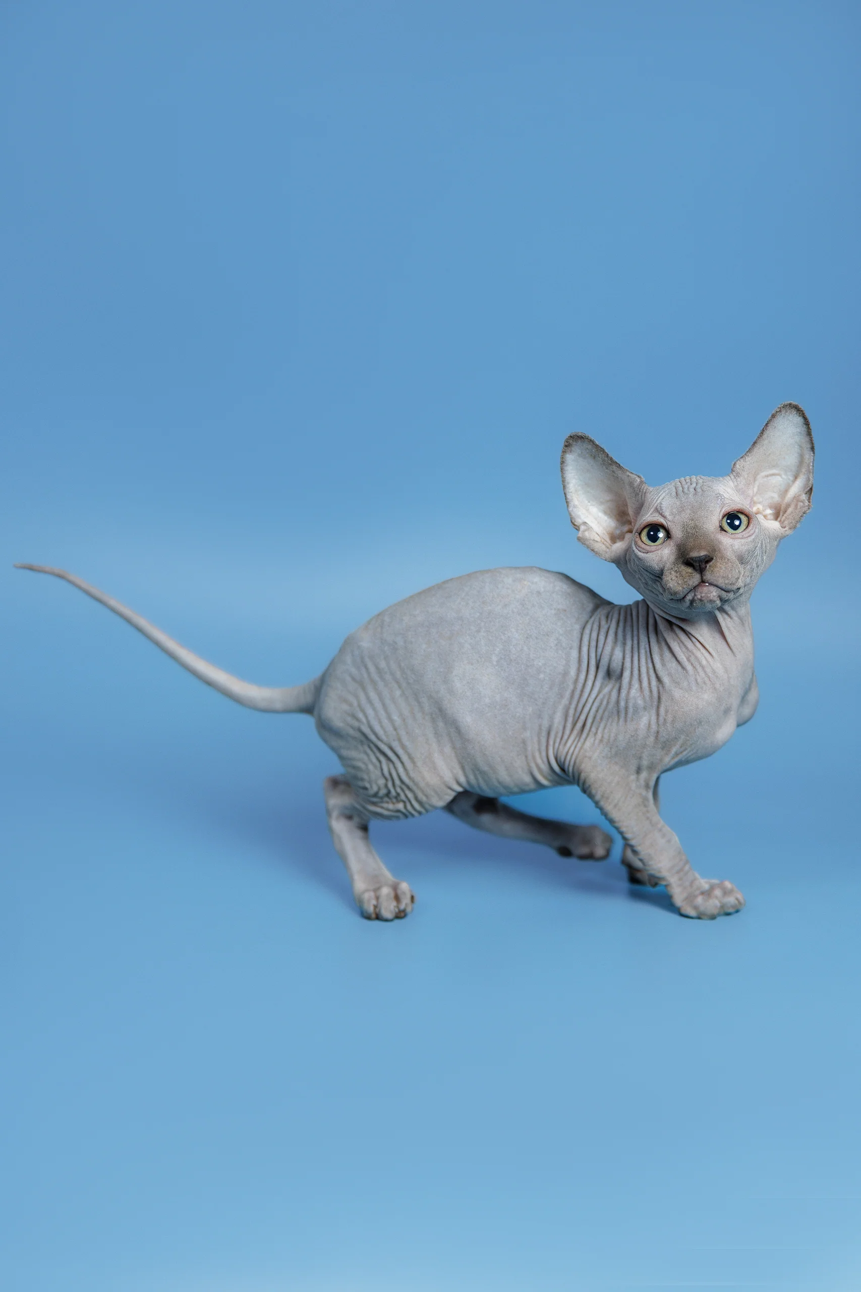 Feliks | Canadian Sphynx Kitten - Image 7