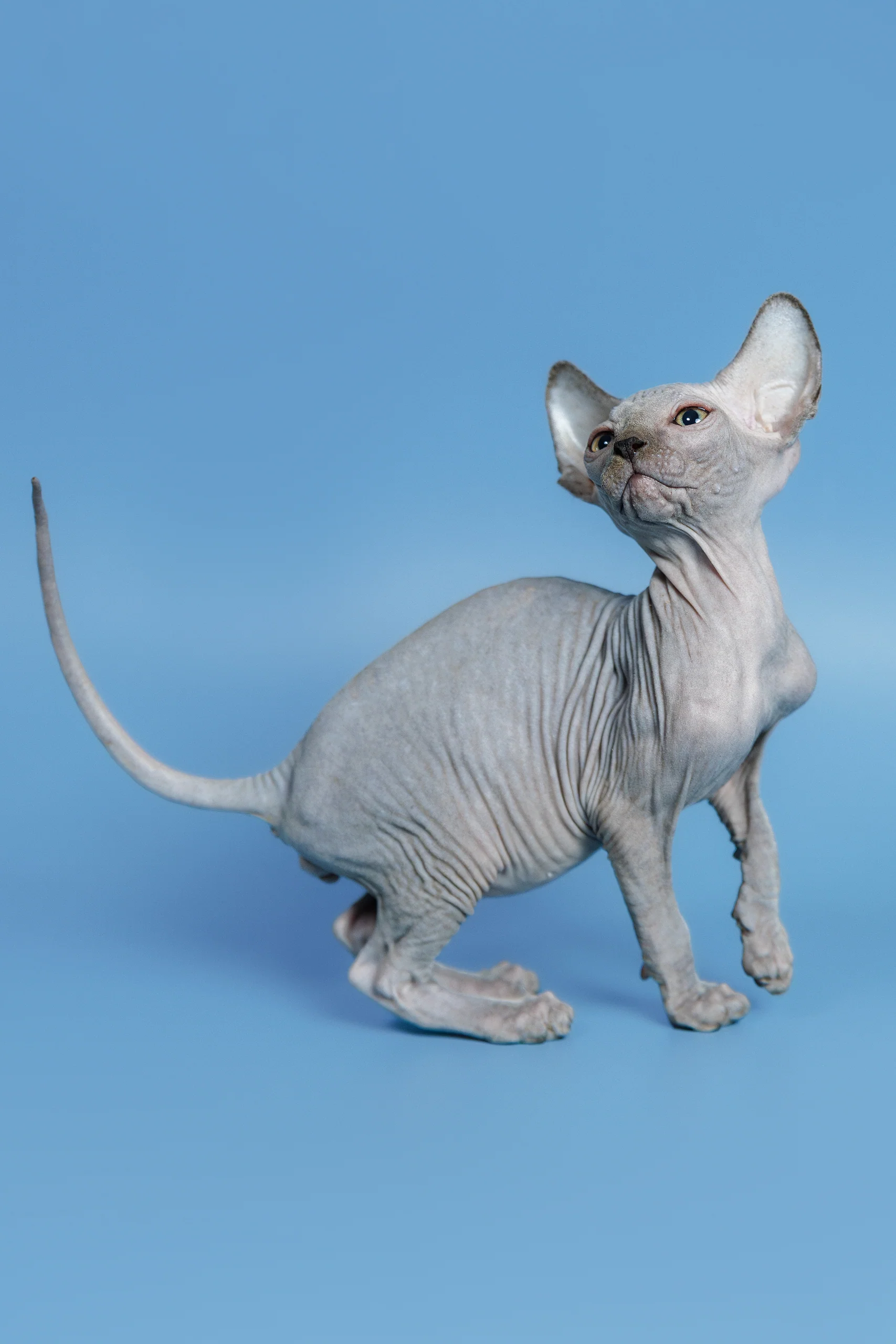 Feliks | Canadian Sphynx Kitten - Image 9