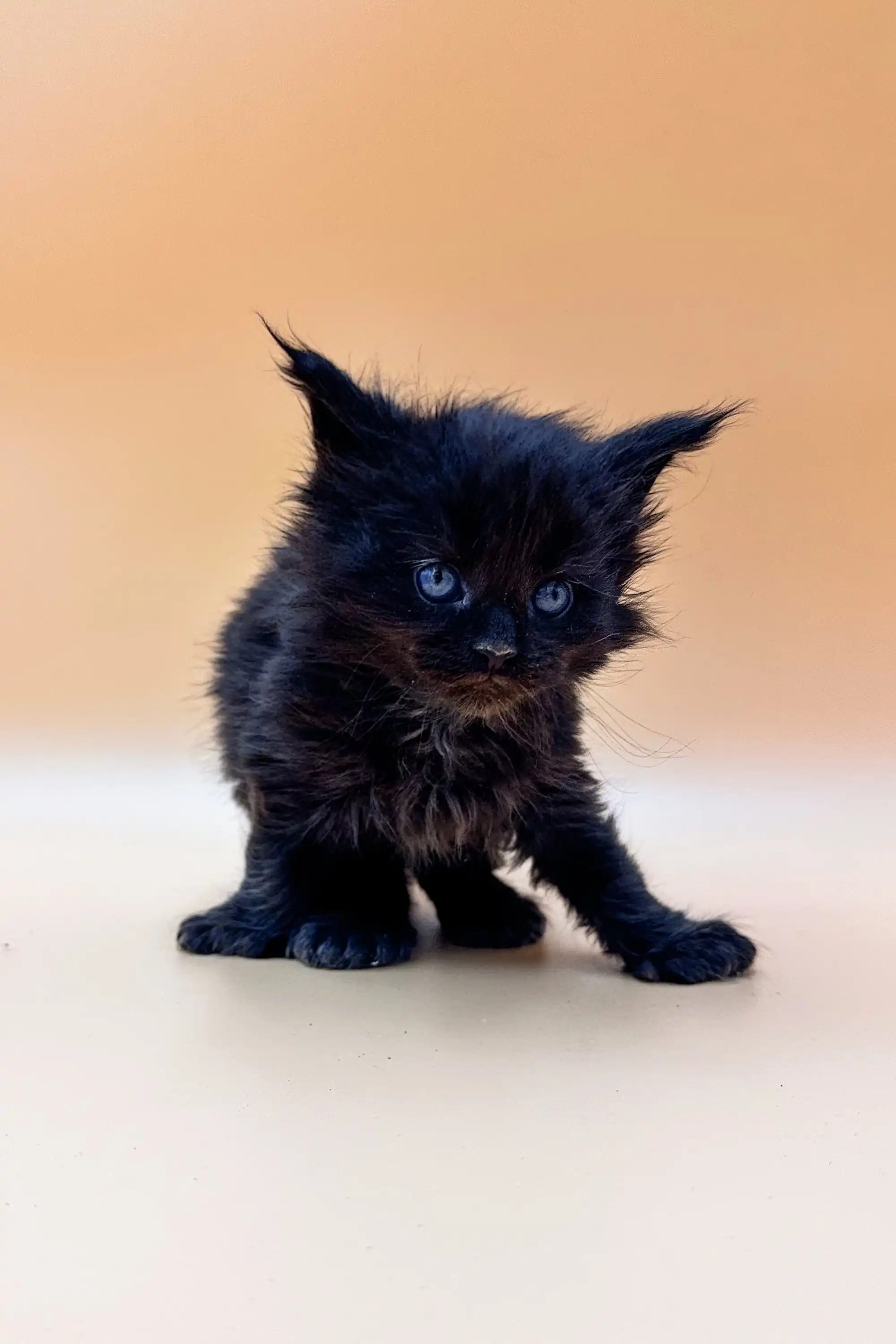 Felix | Polydactyl Maine Coon Kitten - Image 4