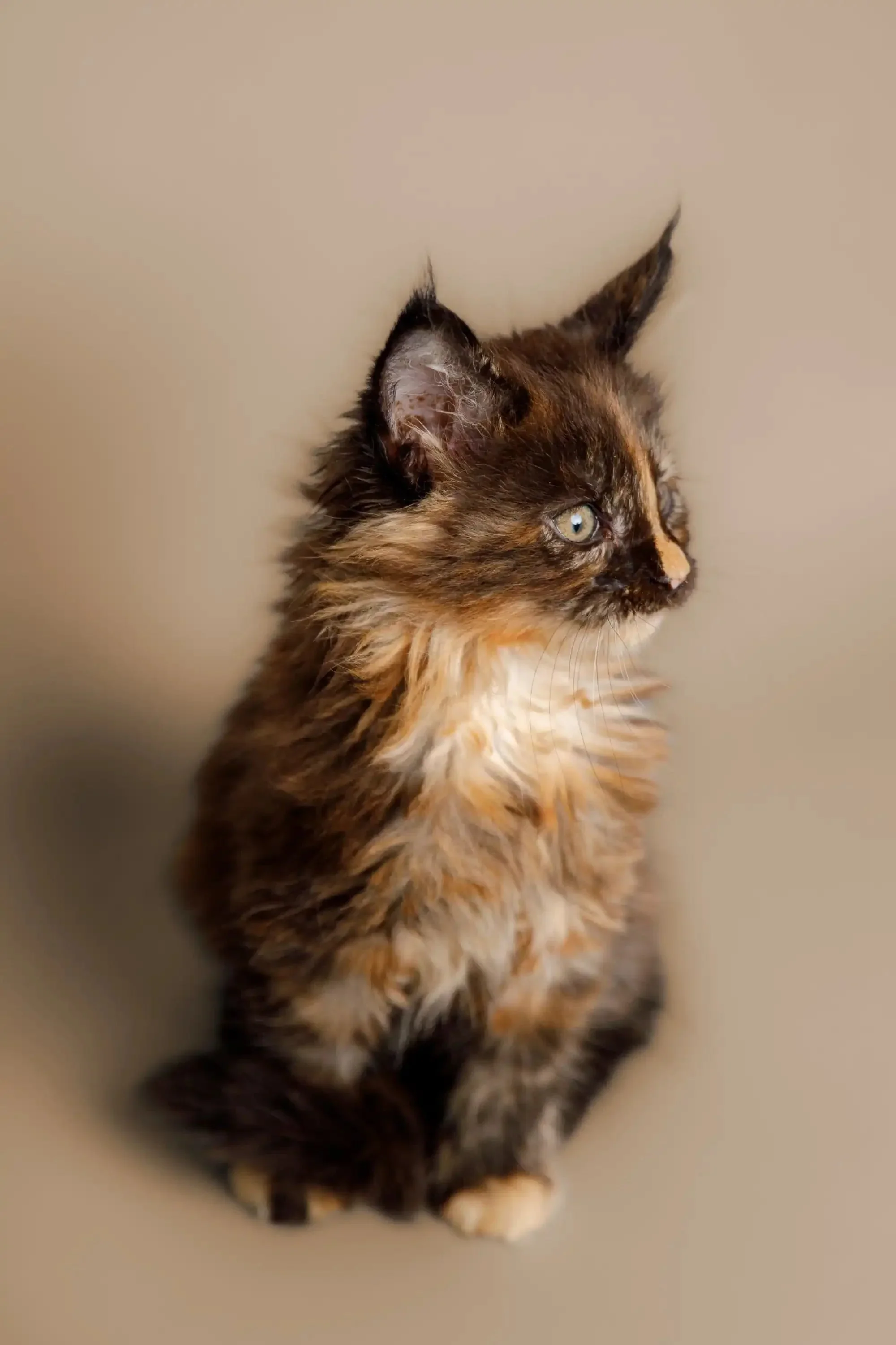 Kamala | Maine Coon Kitten - Image 8