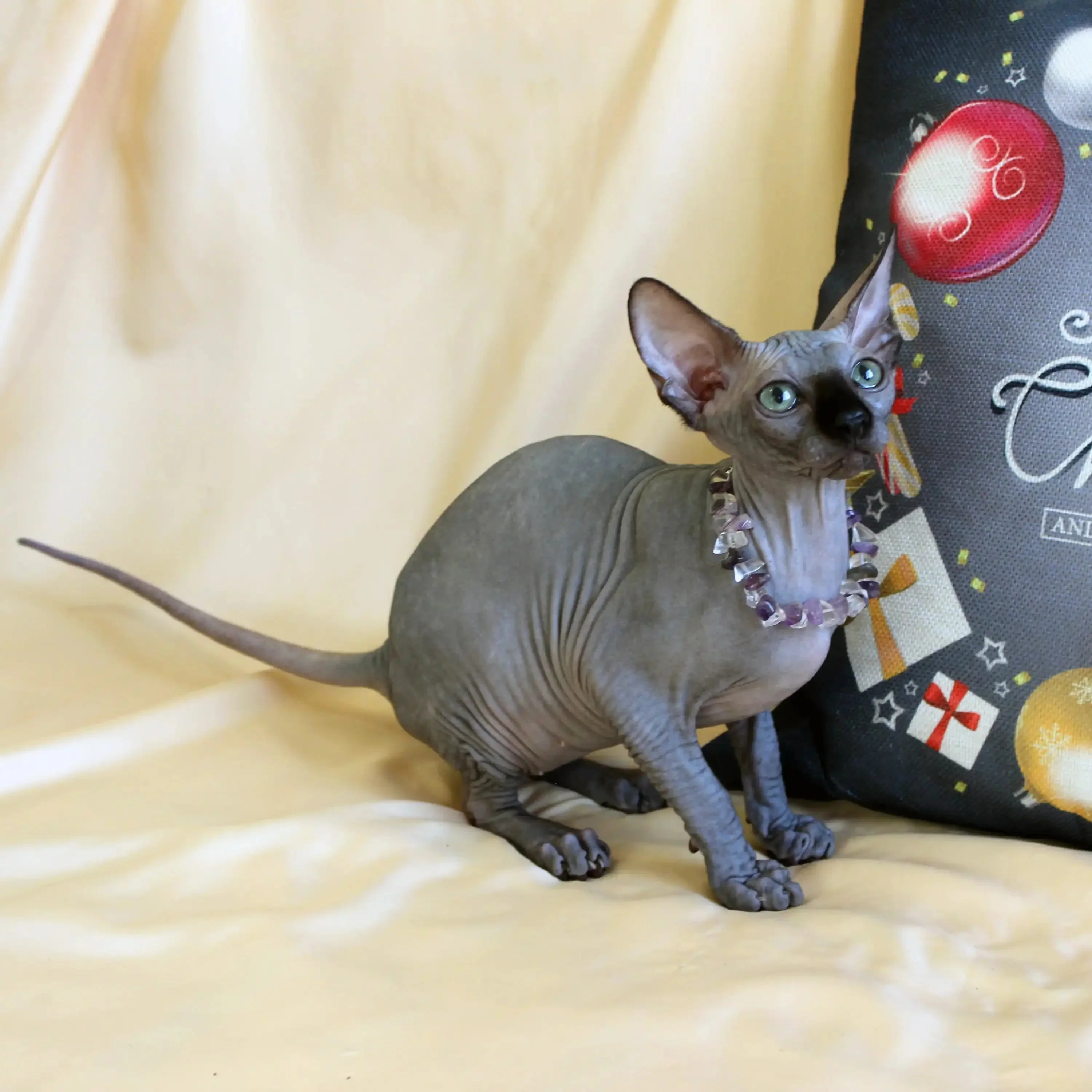 Safi | Sphynx Kitten - Image 3