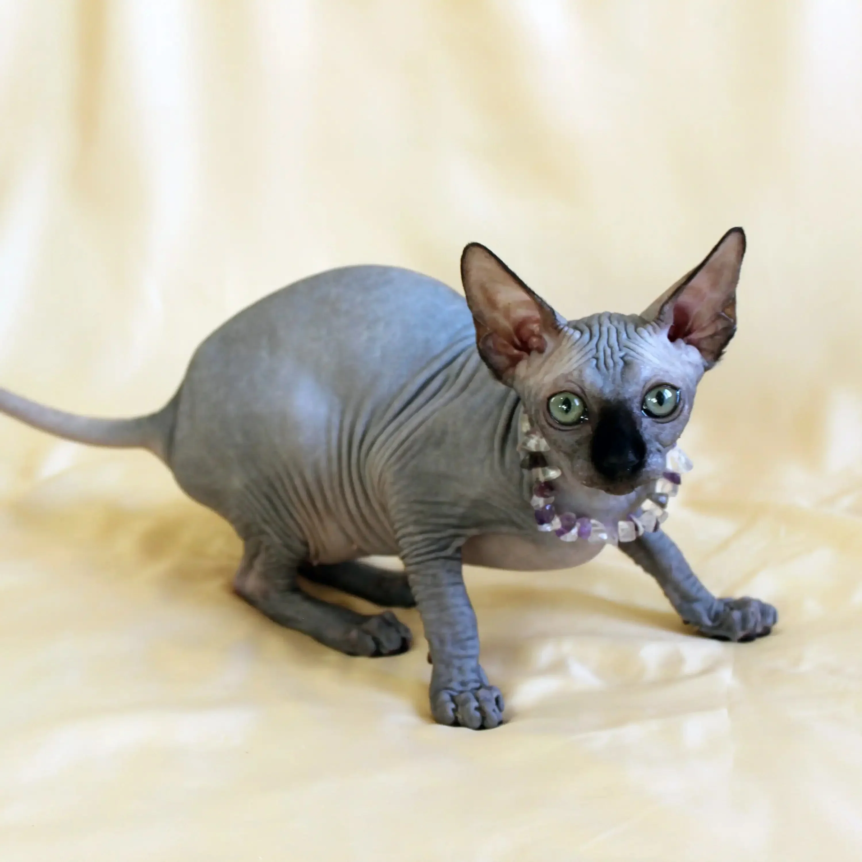 Safi | Sphynx Kitten - Image 4