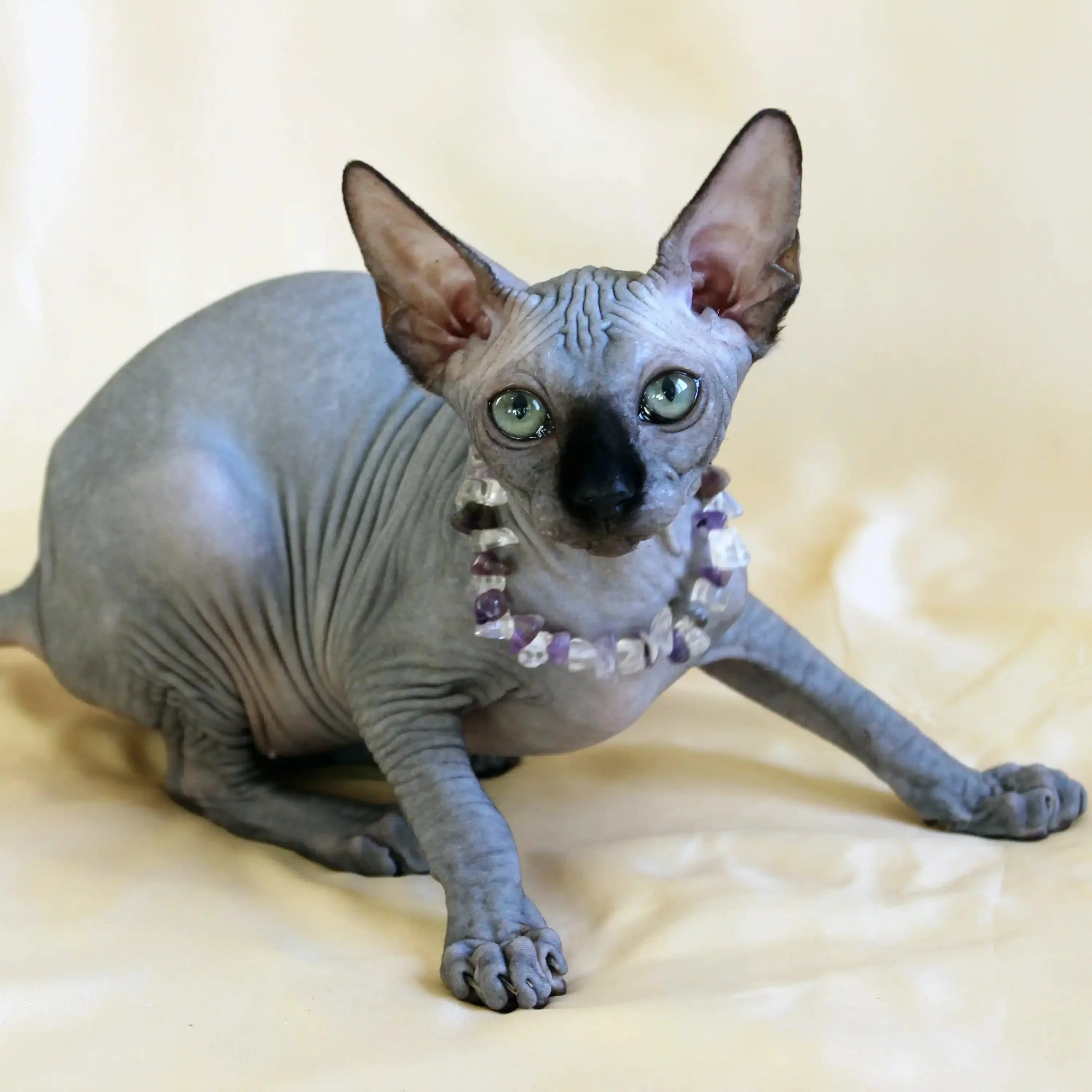 Safi | Sphynx Kitten - Image 5