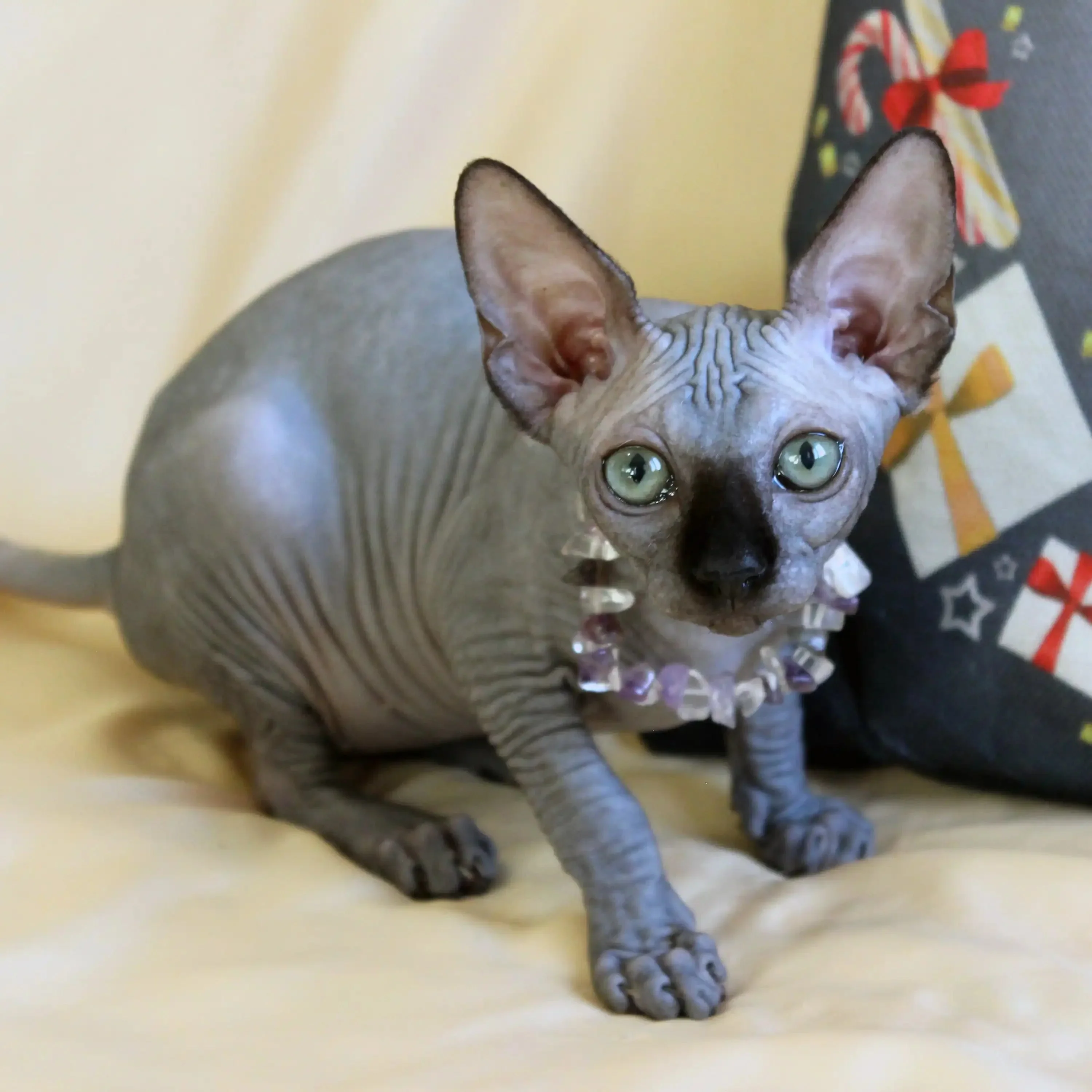 Safi | Sphynx Kitten - Image 6