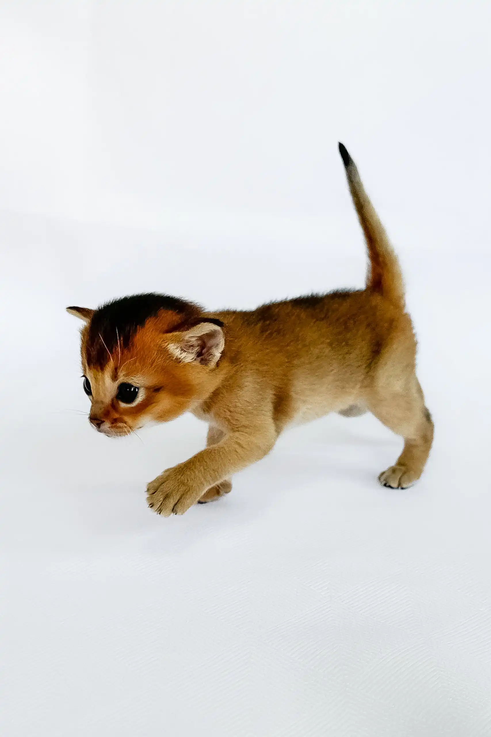 Alisa | Abyssinian Kitten - Image 2