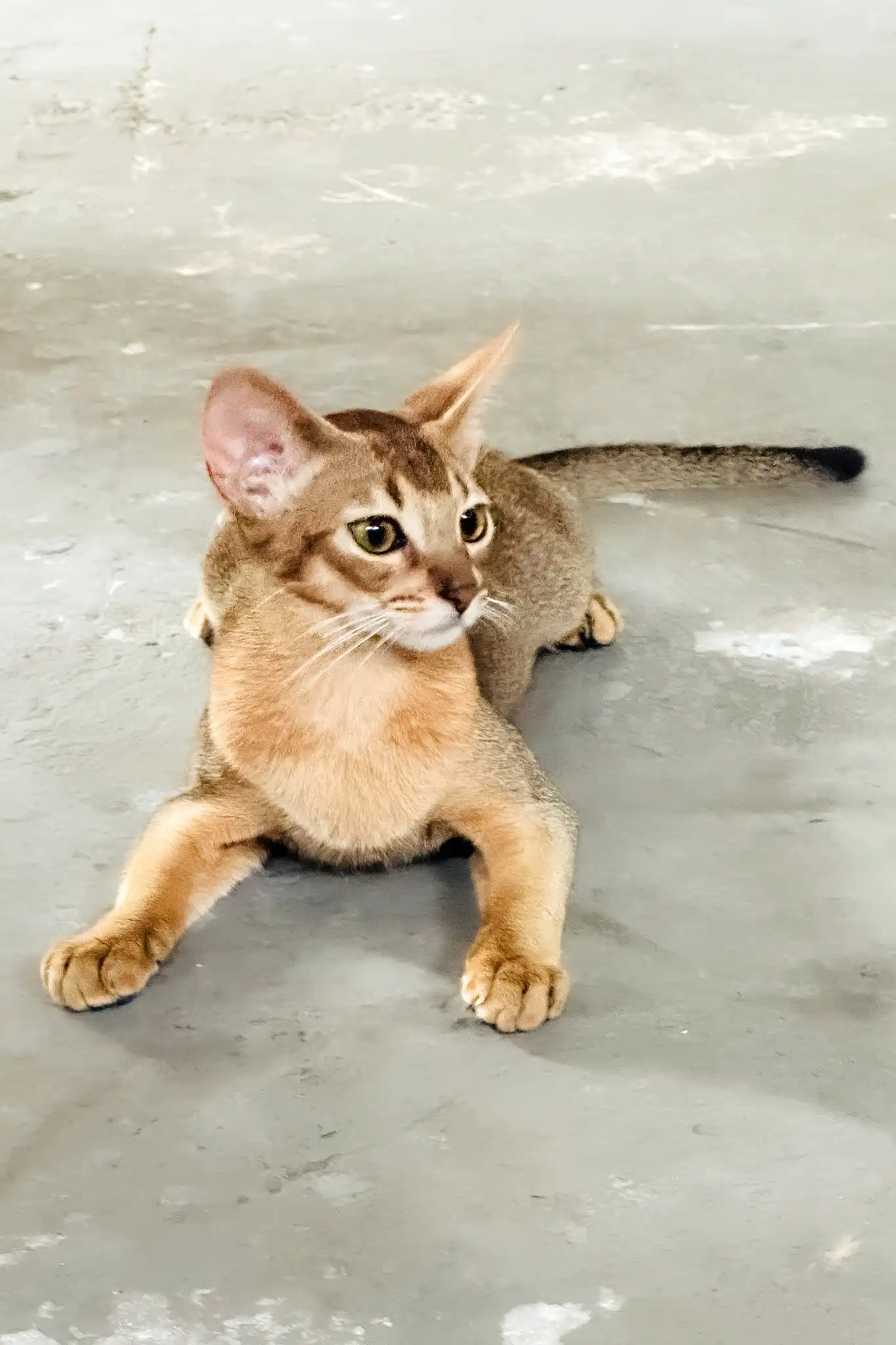 Alisia | Abyssinian Kitten - Image 3