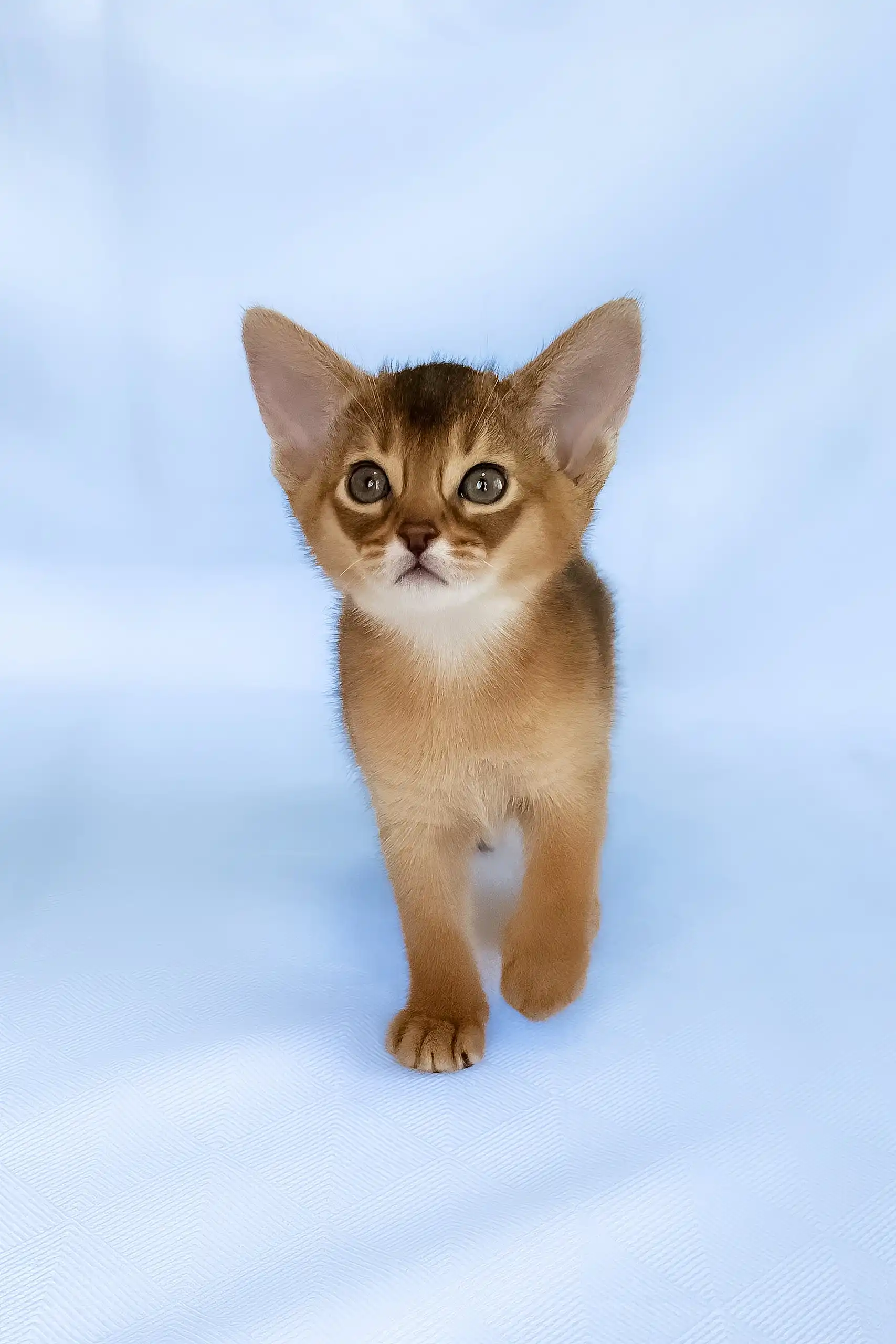 Cecilia | Abyssinian Kitten - Image 2