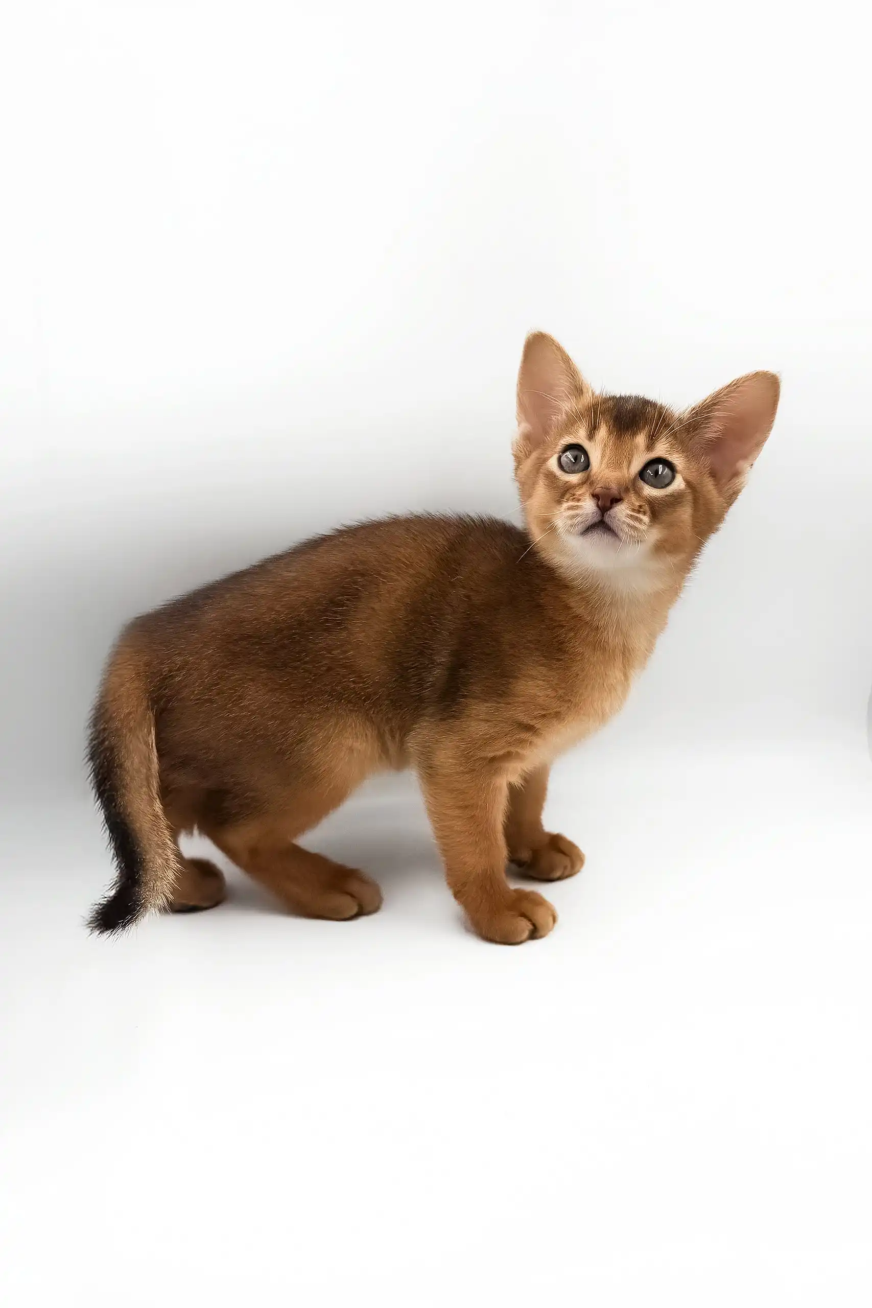 Celeste | Abyssinian Kitten - Image 4
