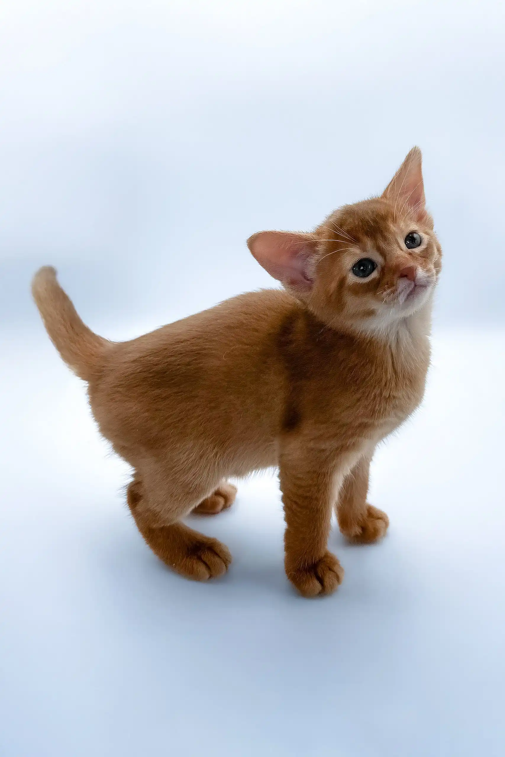 Chandra | Abyssinian Kitten - Image 2