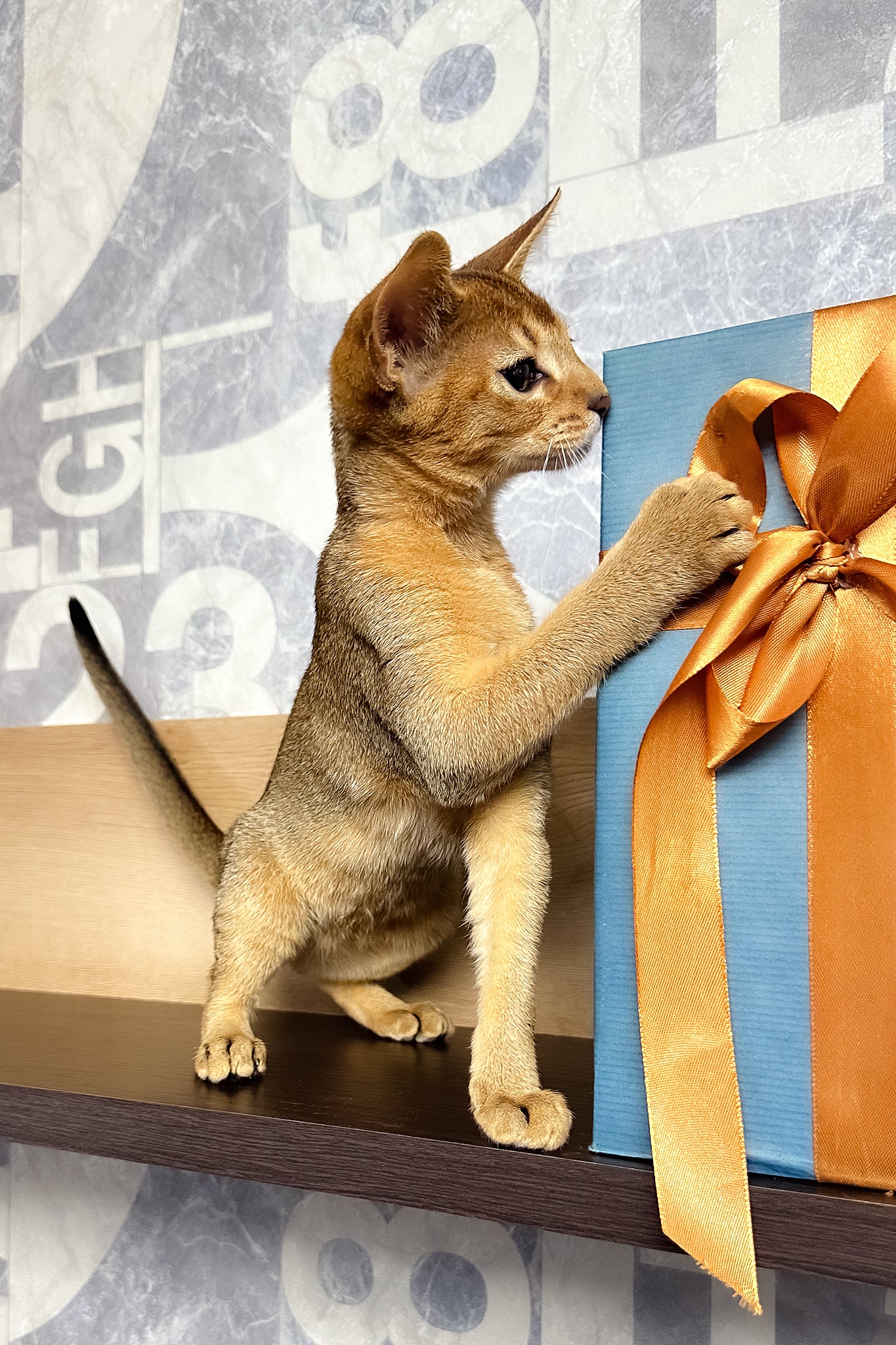 Cleopatra | Abyssinian Kitten - Image 5
