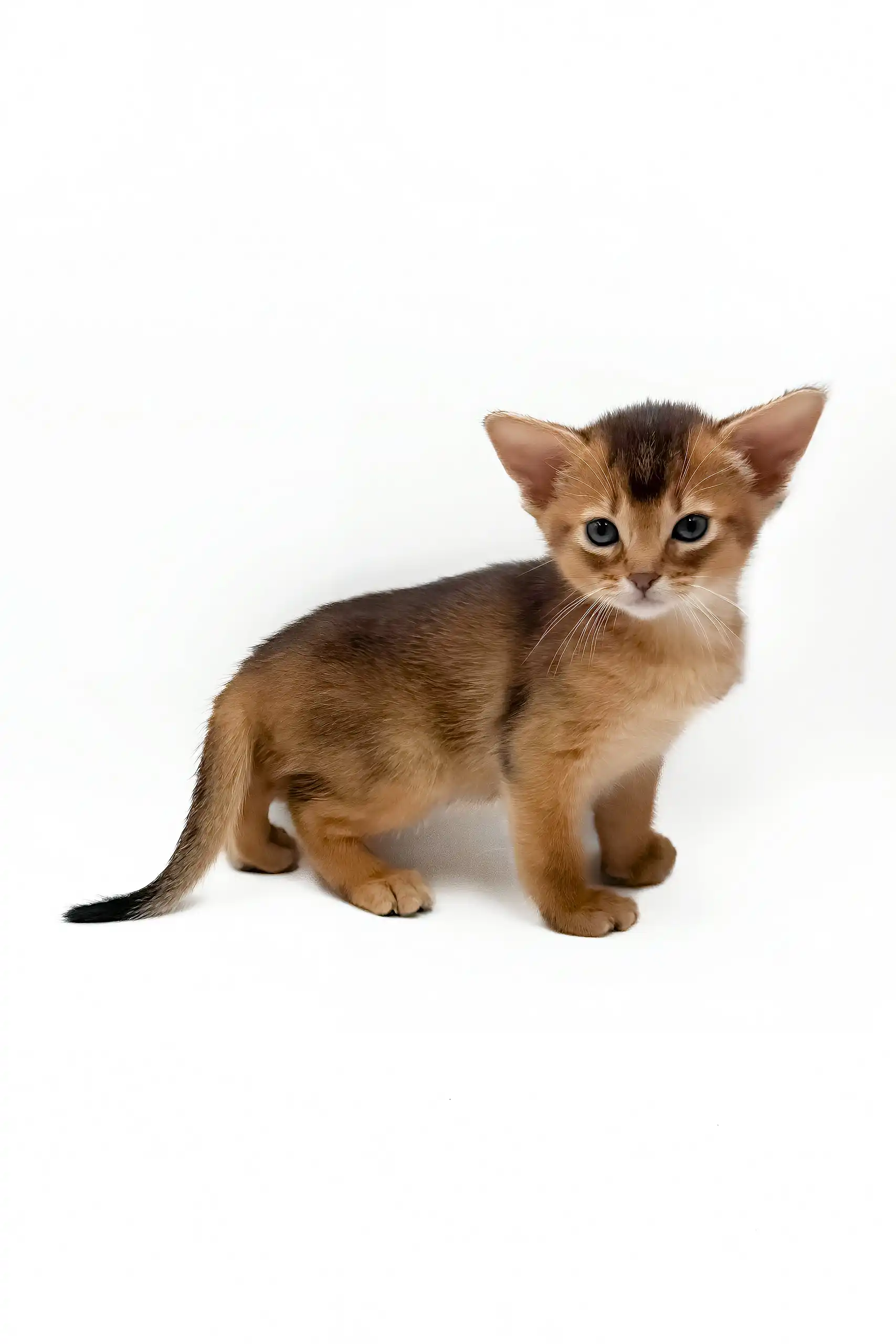Danaya | Abyssinian Kitten - Image 4