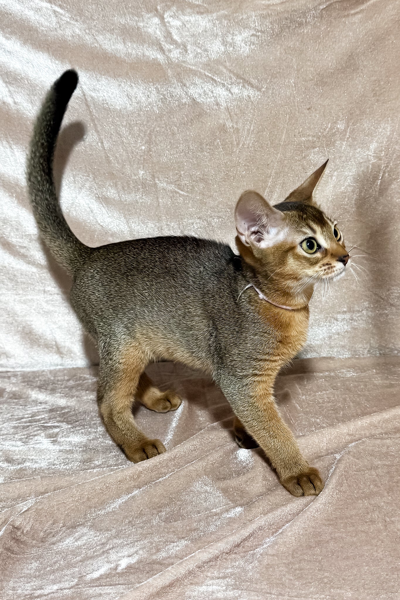 Fairy | Abyssinian Kitten - Image 5