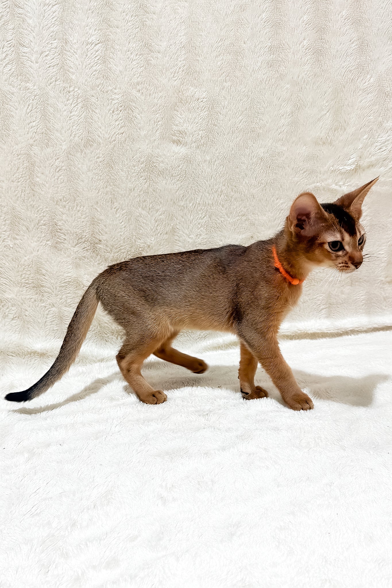 Galaxy | Abyssinian Kitten - Image 5