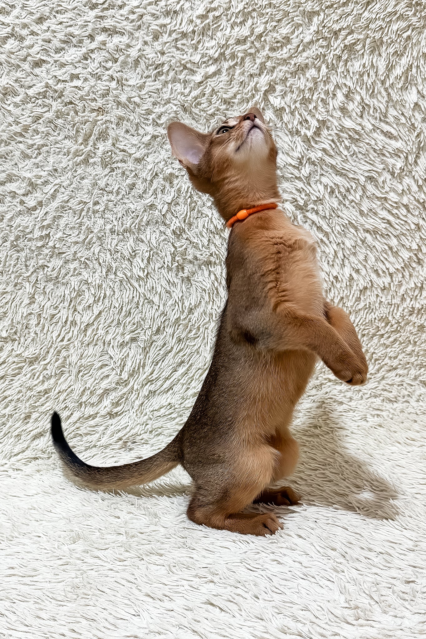 Galaxy | Abyssinian Kitten - Image 7