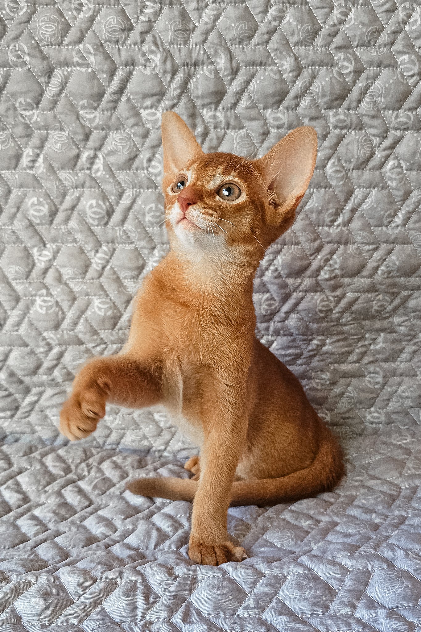 Gymmie | Abyssinian Kitten - Image 2