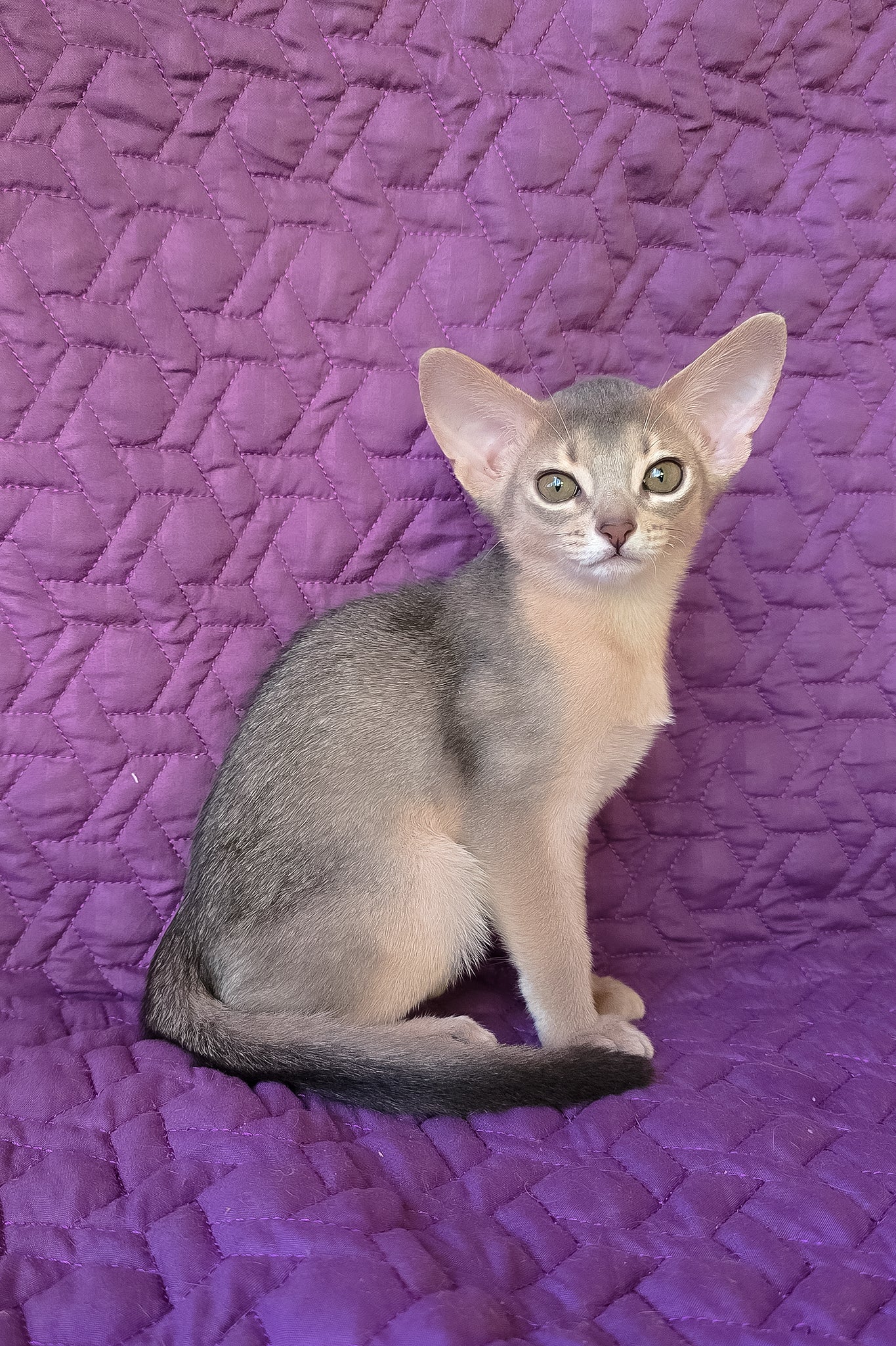 Honey | Abyssinian Kitten - Image 4