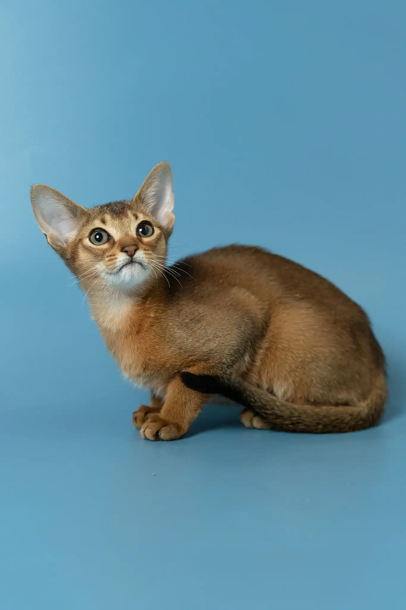 Layla | Abyssinian Kitten - Image 10