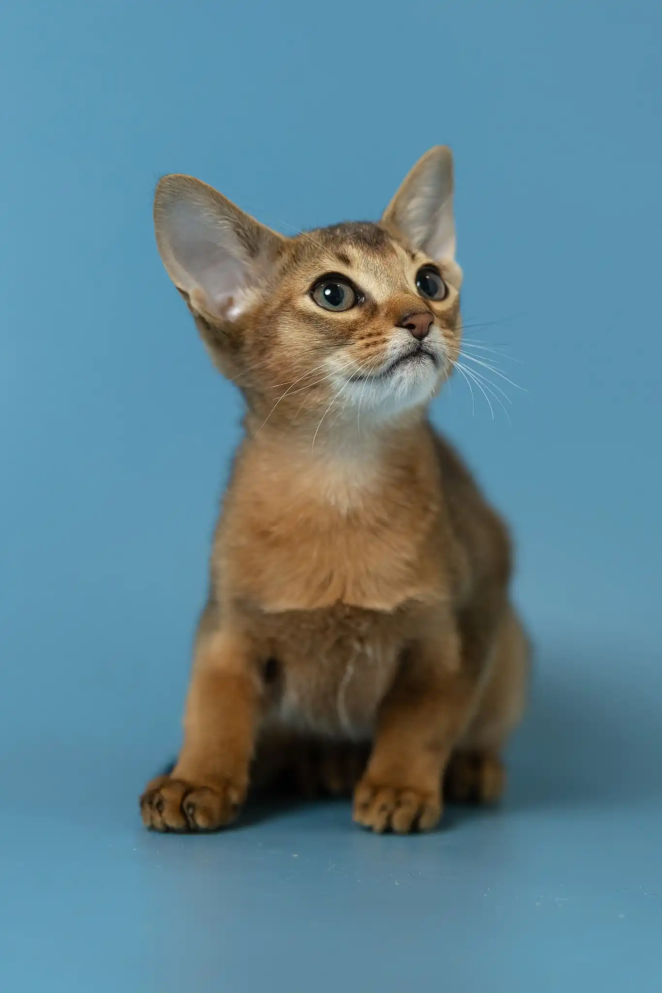 Layla | Abyssinian Kitten - Image 14
