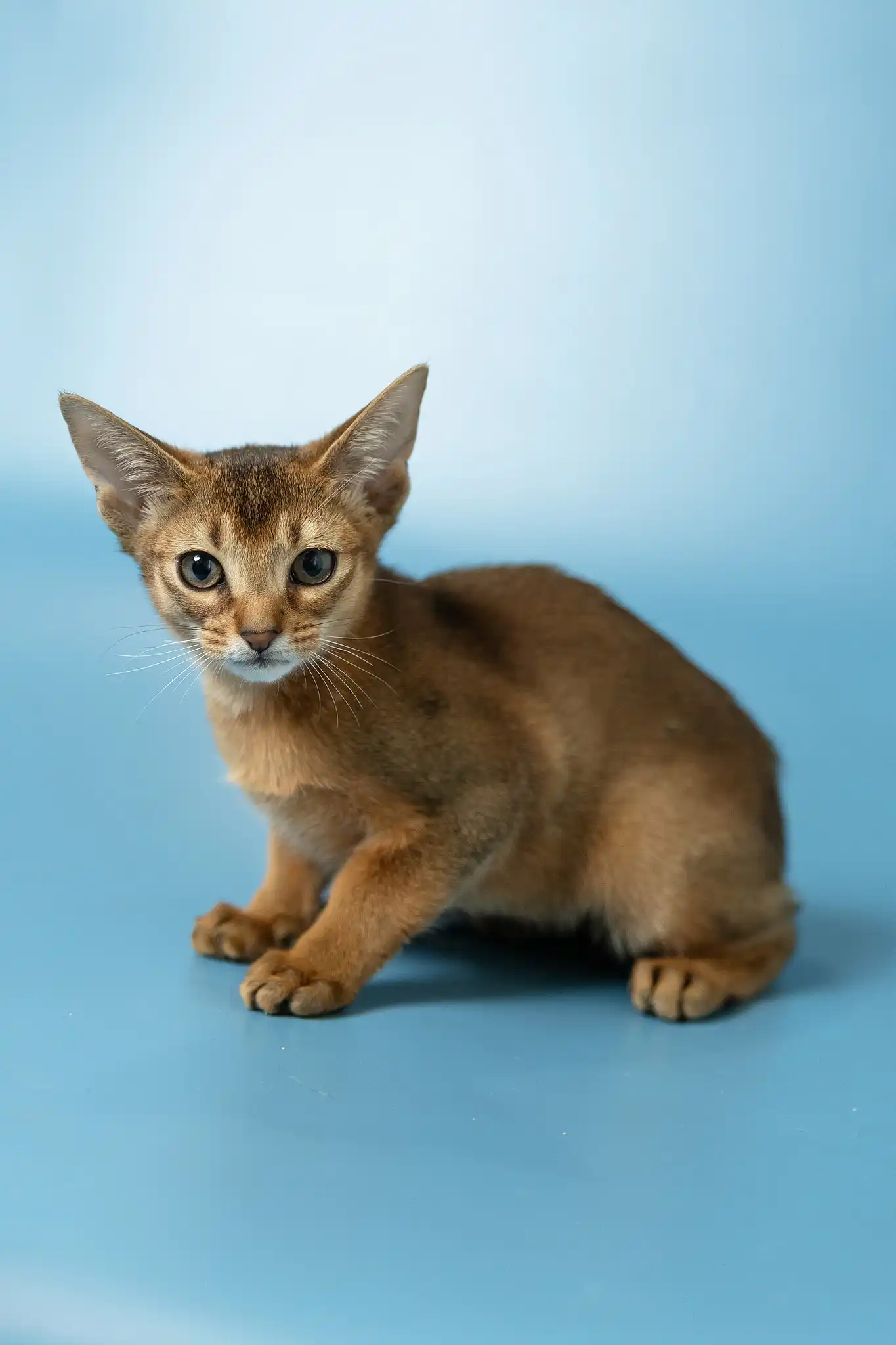 Layla | Abyssinian Kitten - Image 2