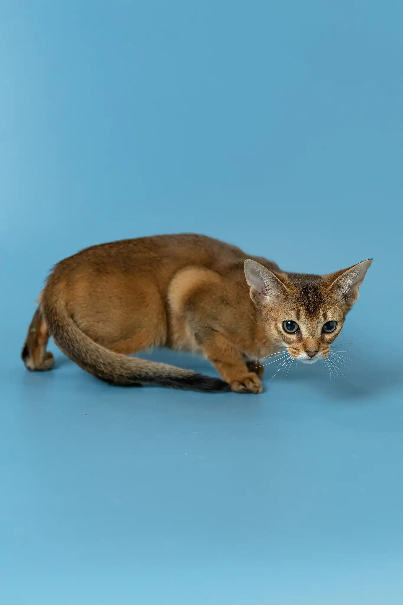 Layla | Abyssinian Kitten - Image 9