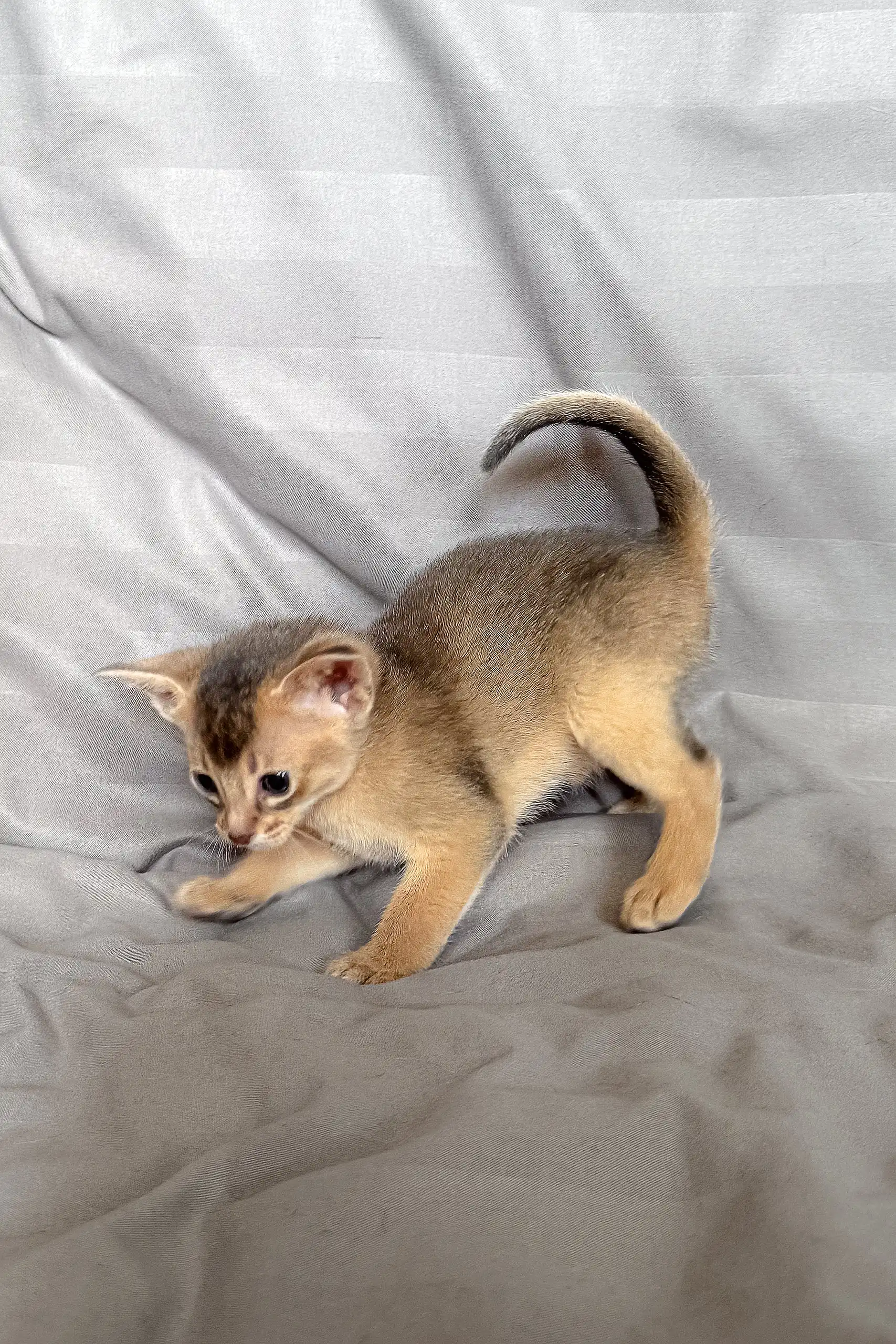 Selene | Abyssinian Kitten - Image 3
