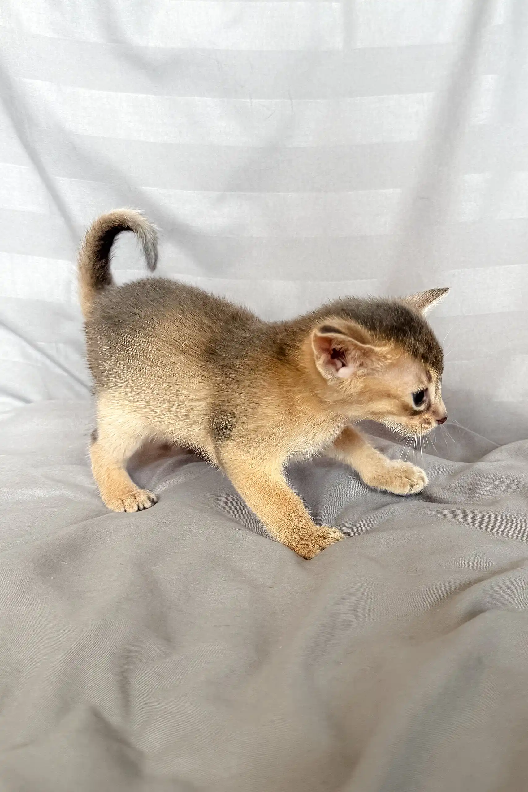 Selene | Abyssinian Kitten - Image 4