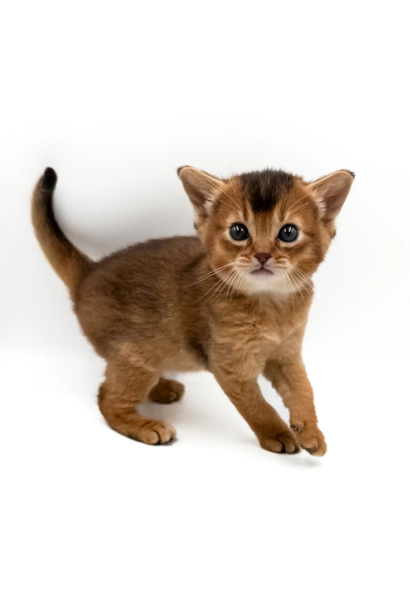 Tera | Abyssinian Kitten - Image 2