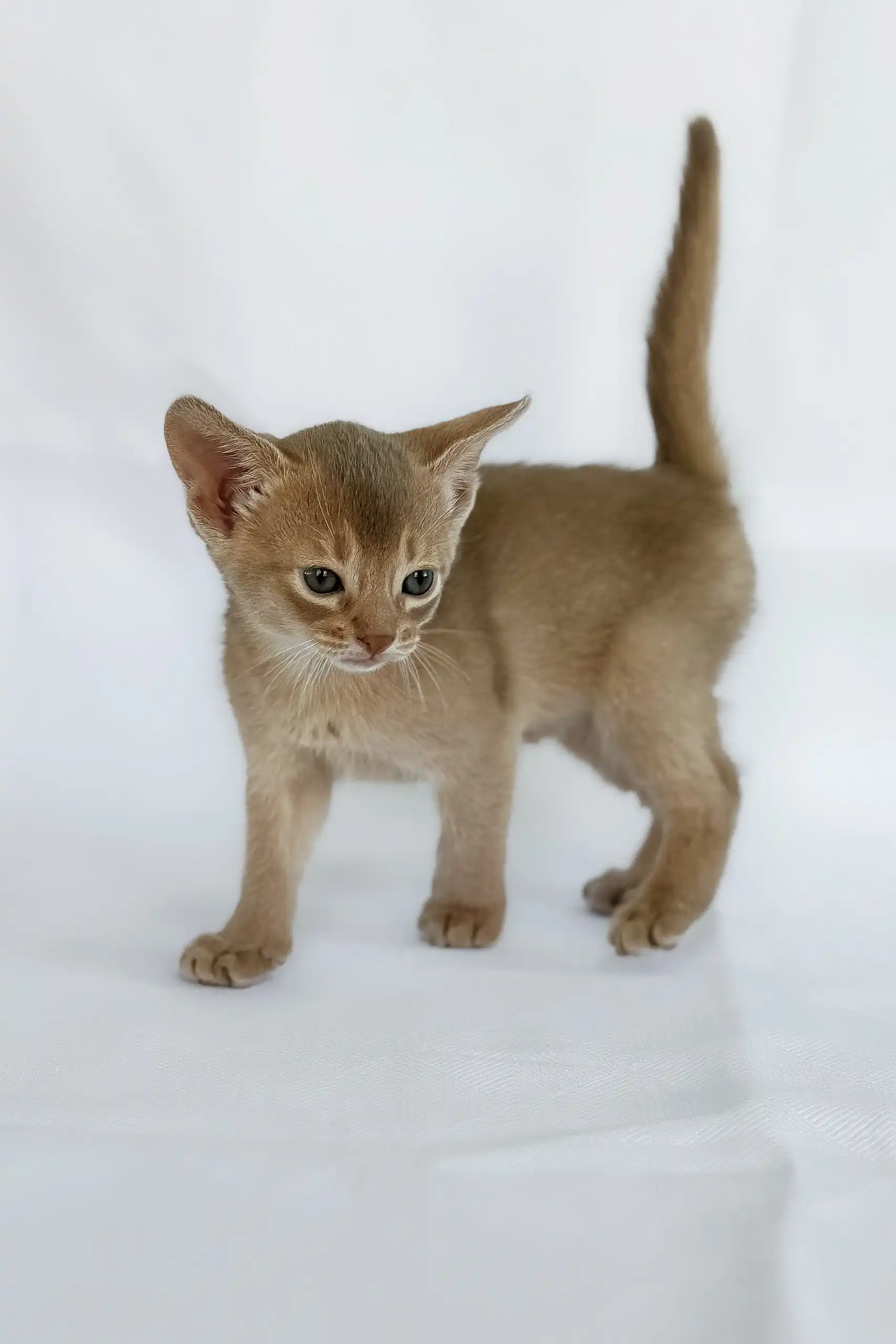 Violet | Abyssinian Kitten - Image 3