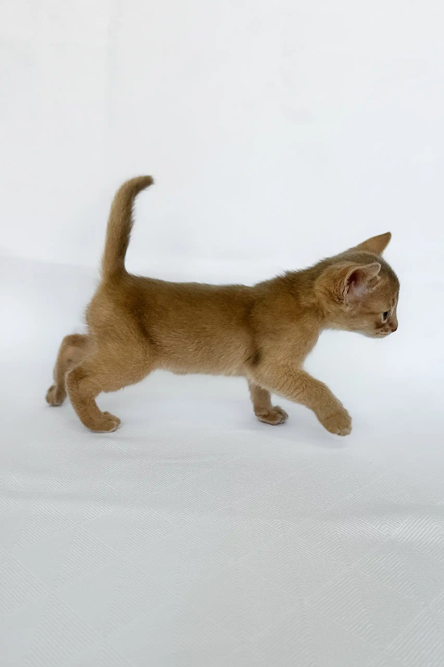 Violet | Abyssinian Kitten - Image 4