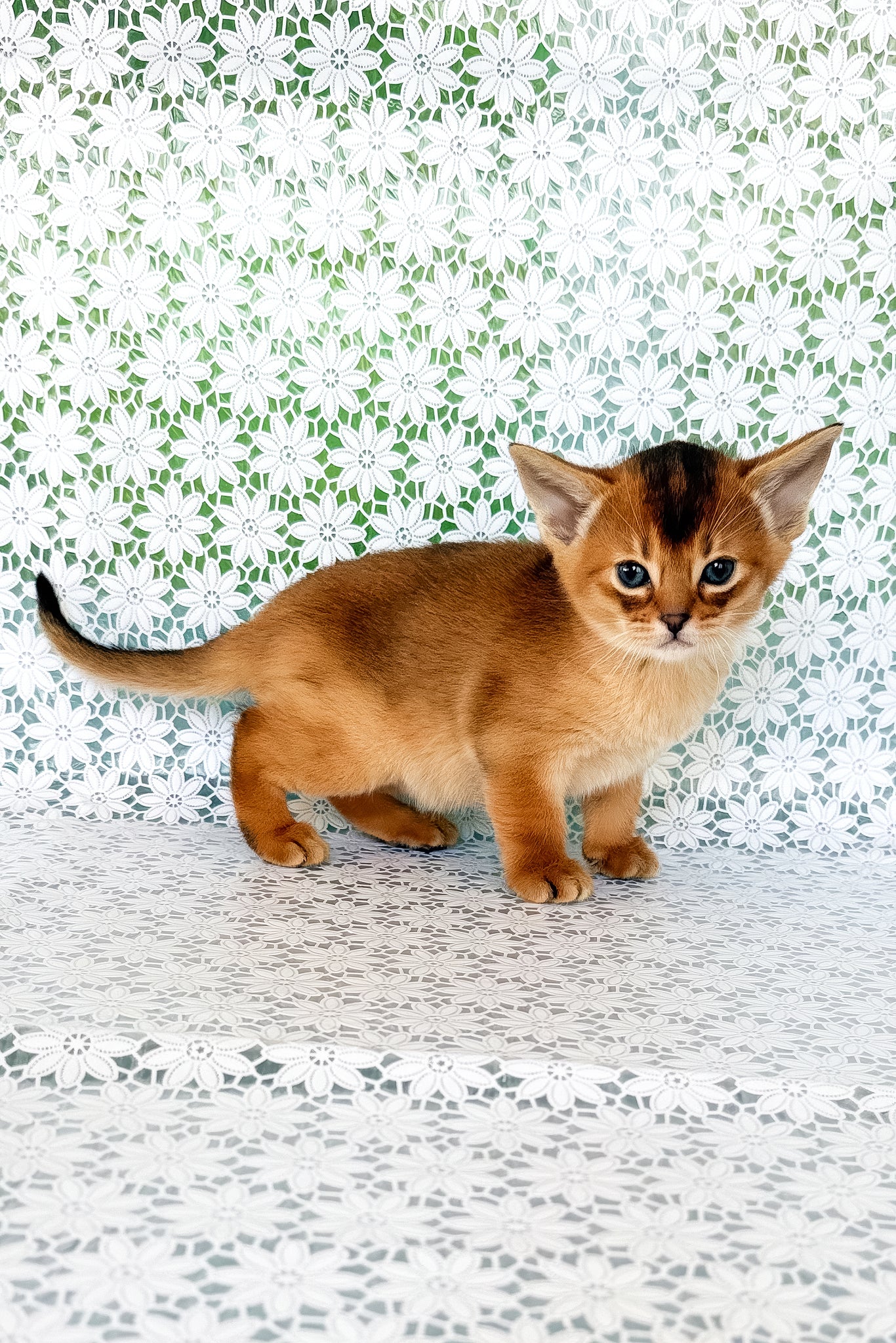 Xola | Abyssinian Kitten - Image 4