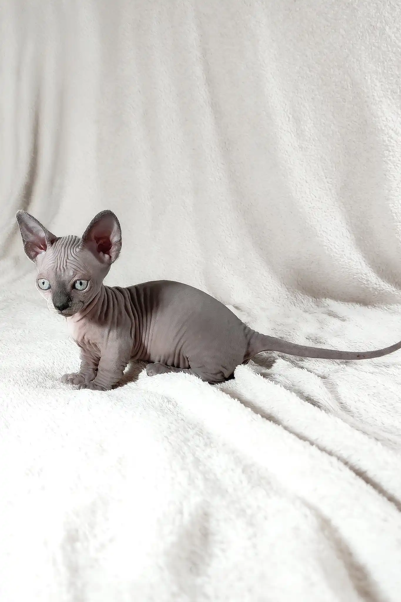 Barbie | Bambino Sphynx Kitten - Image 4