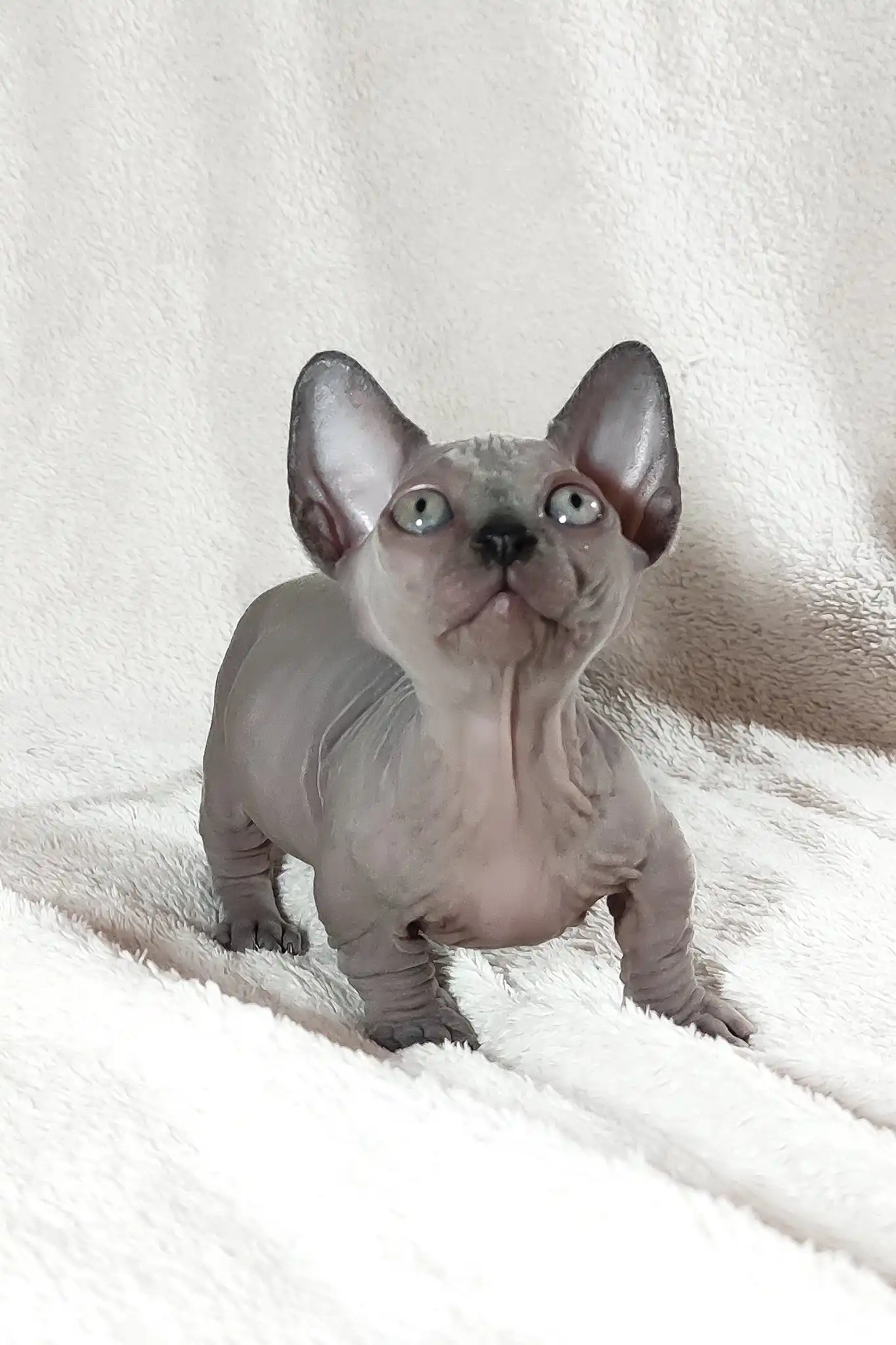 Barbie | Bambino Sphynx Kitten - Image 6