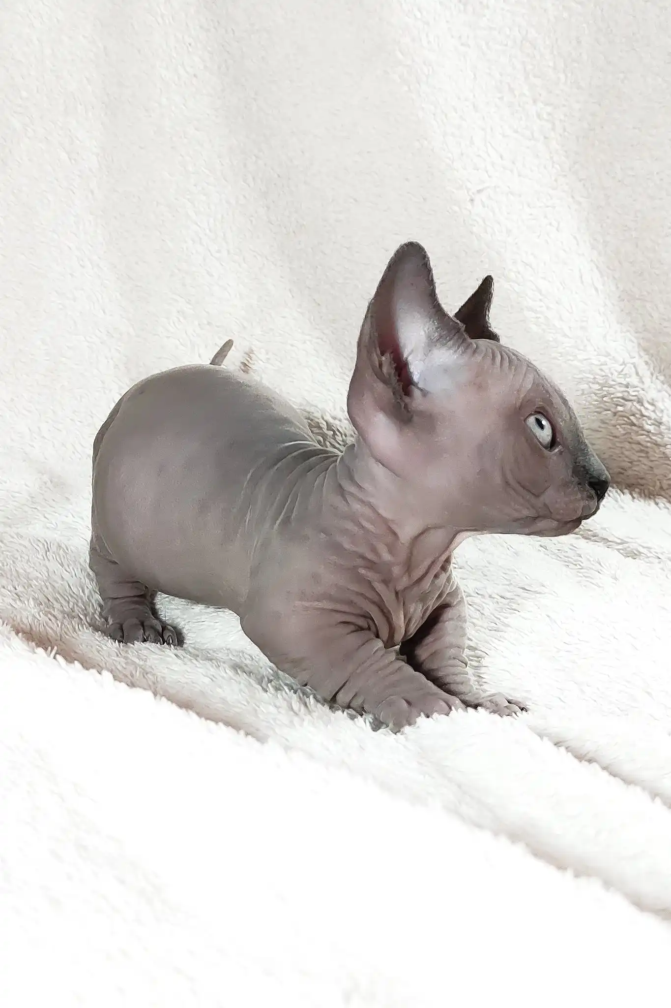 Barbie | Bambino Sphynx Kitten - Image 7