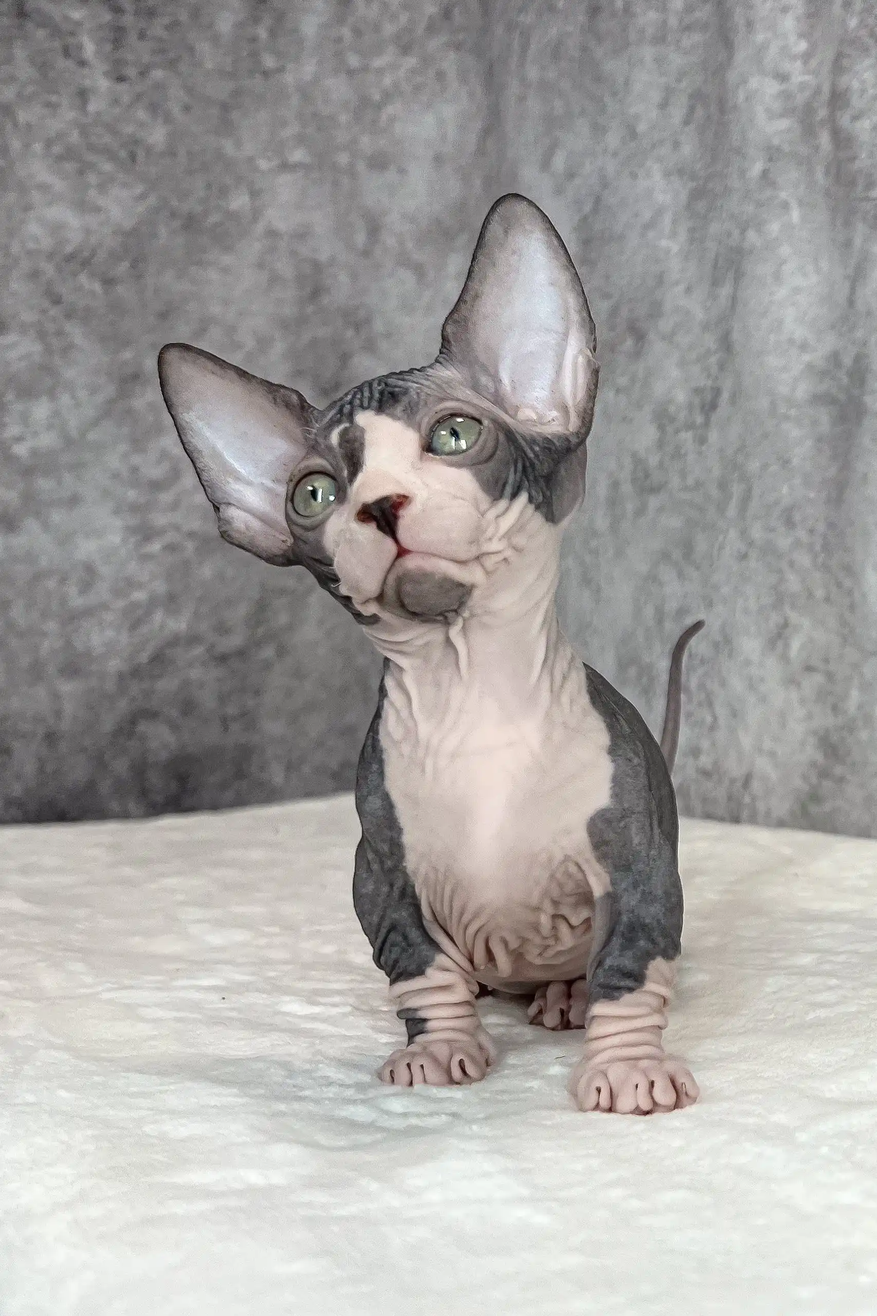 Baylee | Bambino Sphynx Kitten - Image 5