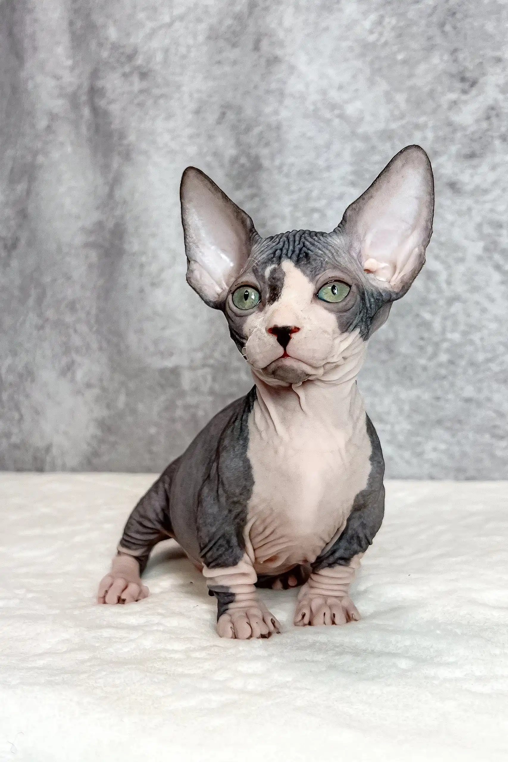 Baylee | Bambino Sphynx Kitten - Image 6